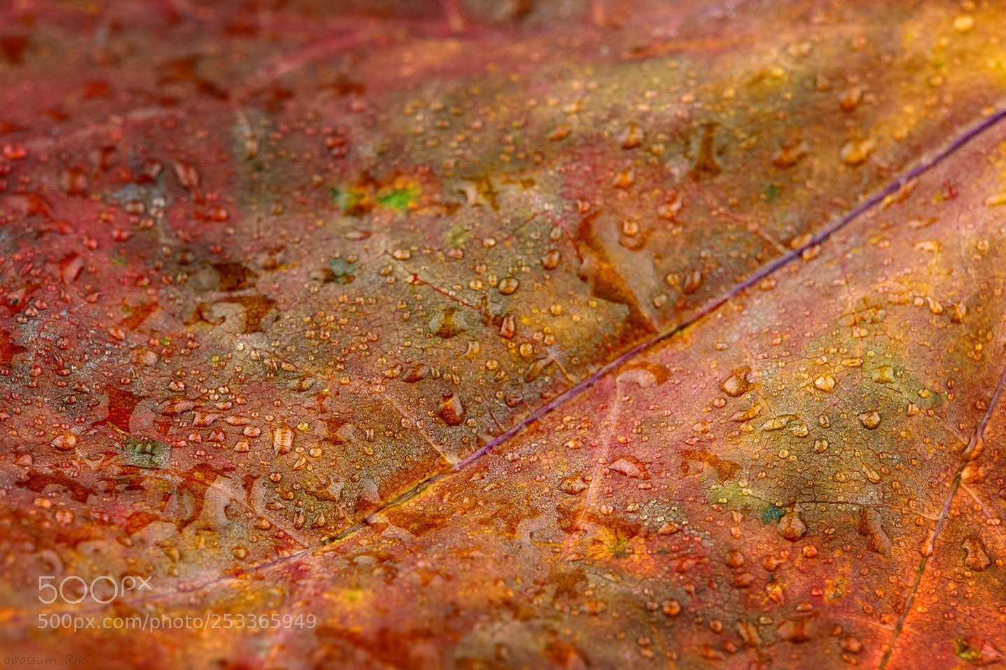 Panasonic Lumix DMC-FZ1000 sample photo. Autumn leaf photography