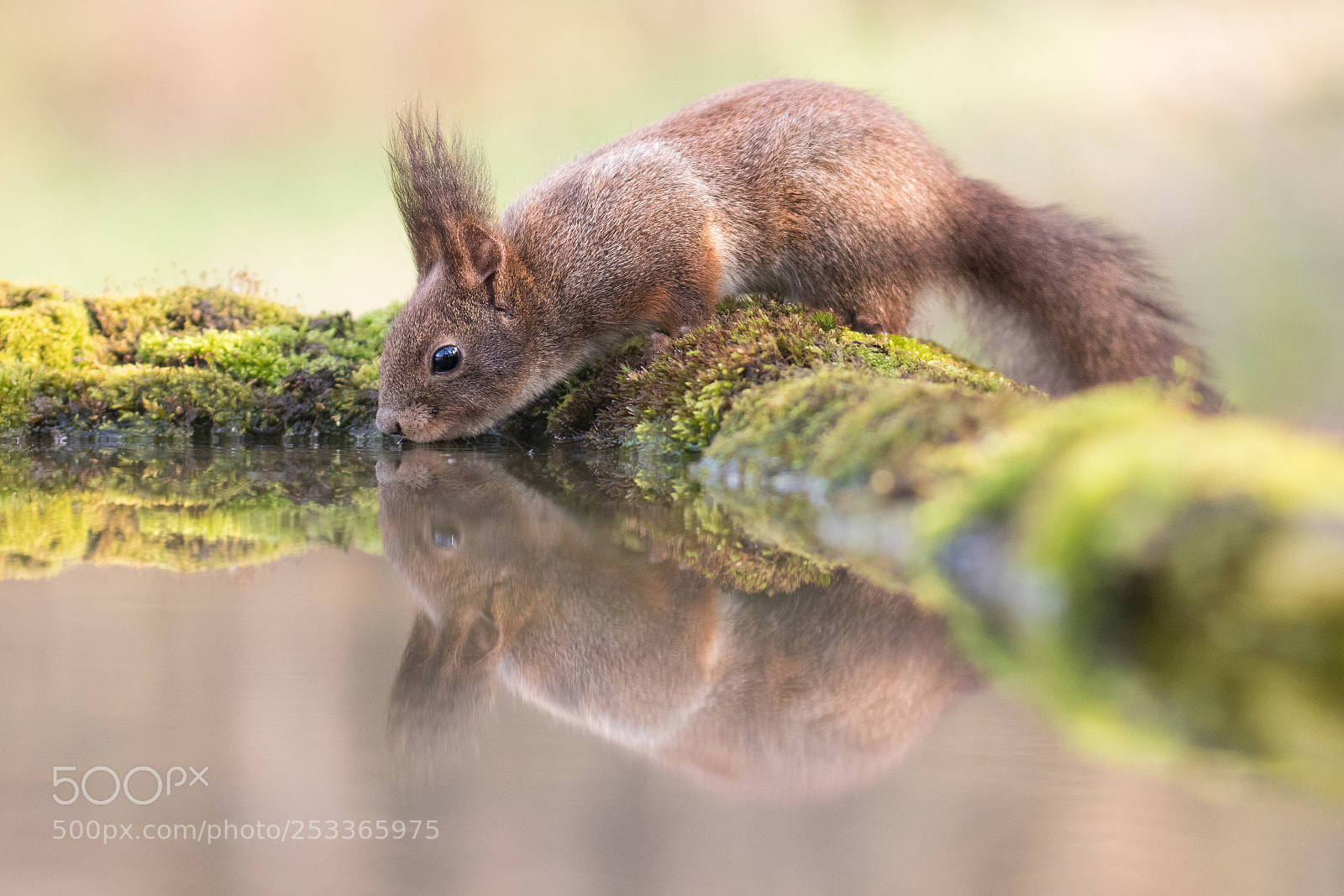 Canon EOS 80D sample photo. Chipmunk photography