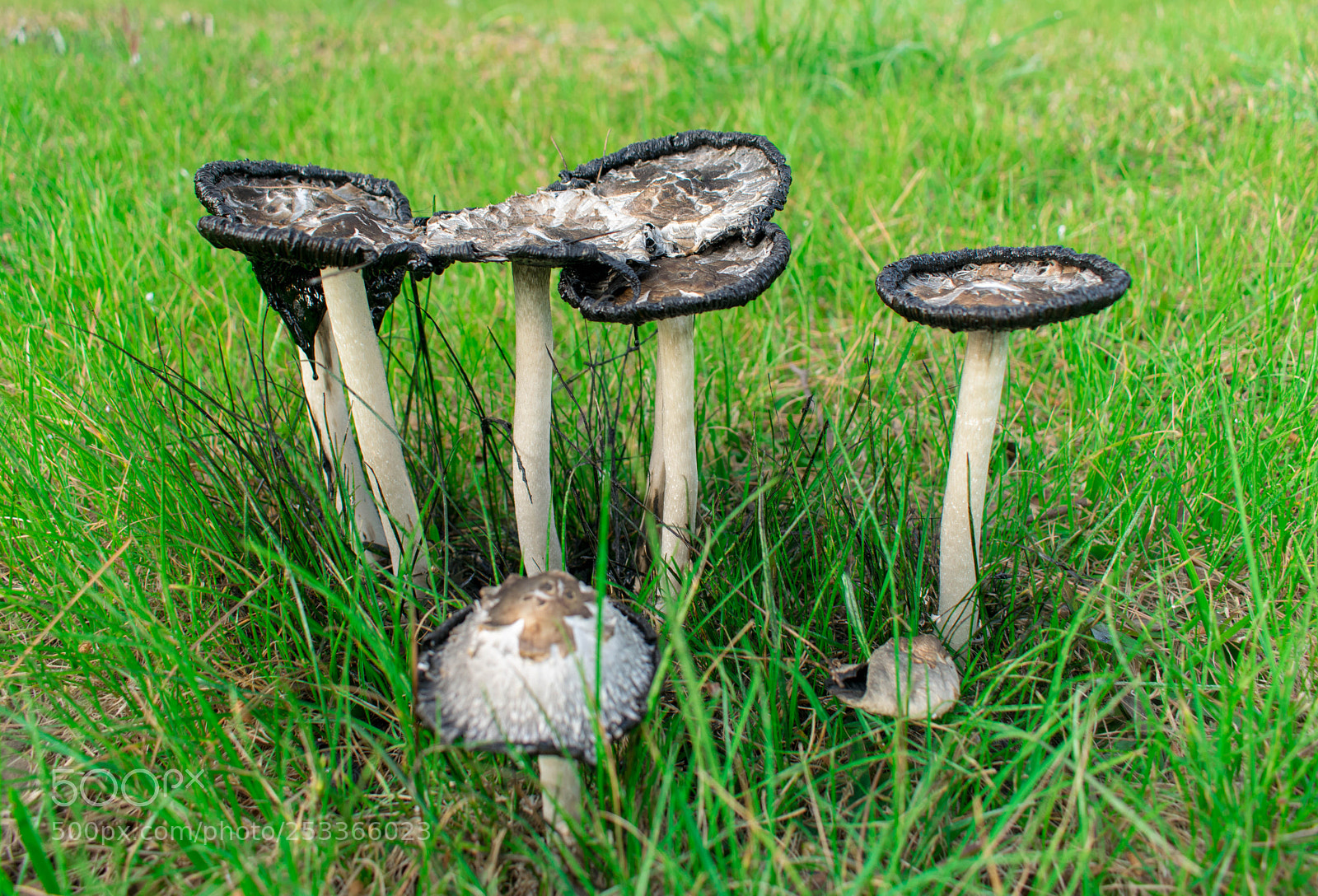 Nikon D3300 sample photo. Mushroom newly born photography