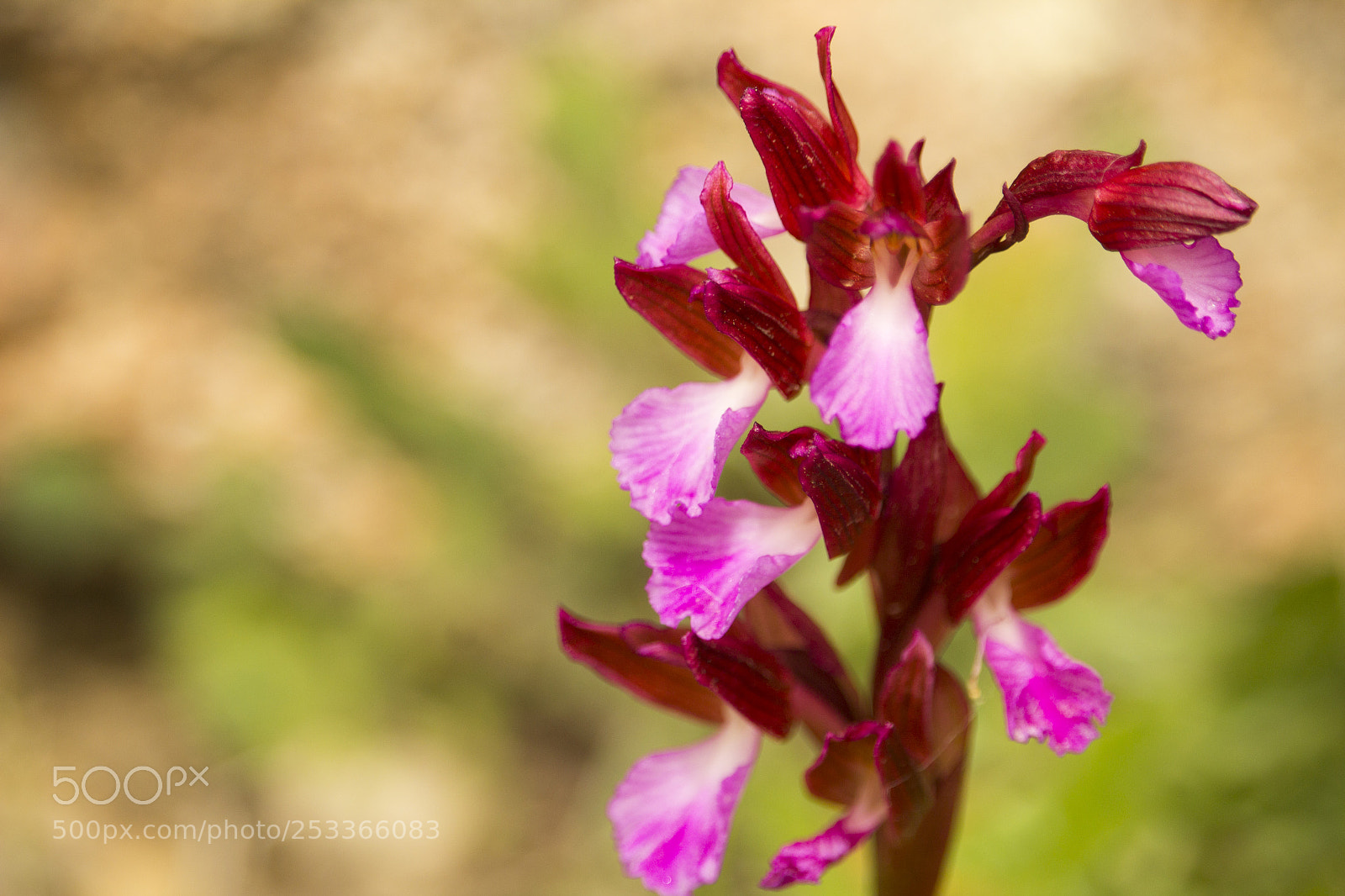 Canon EOS 1200D (EOS Rebel T5 / EOS Kiss X70 / EOS Hi) sample photo. Orchis papilionacea - orchidea photography