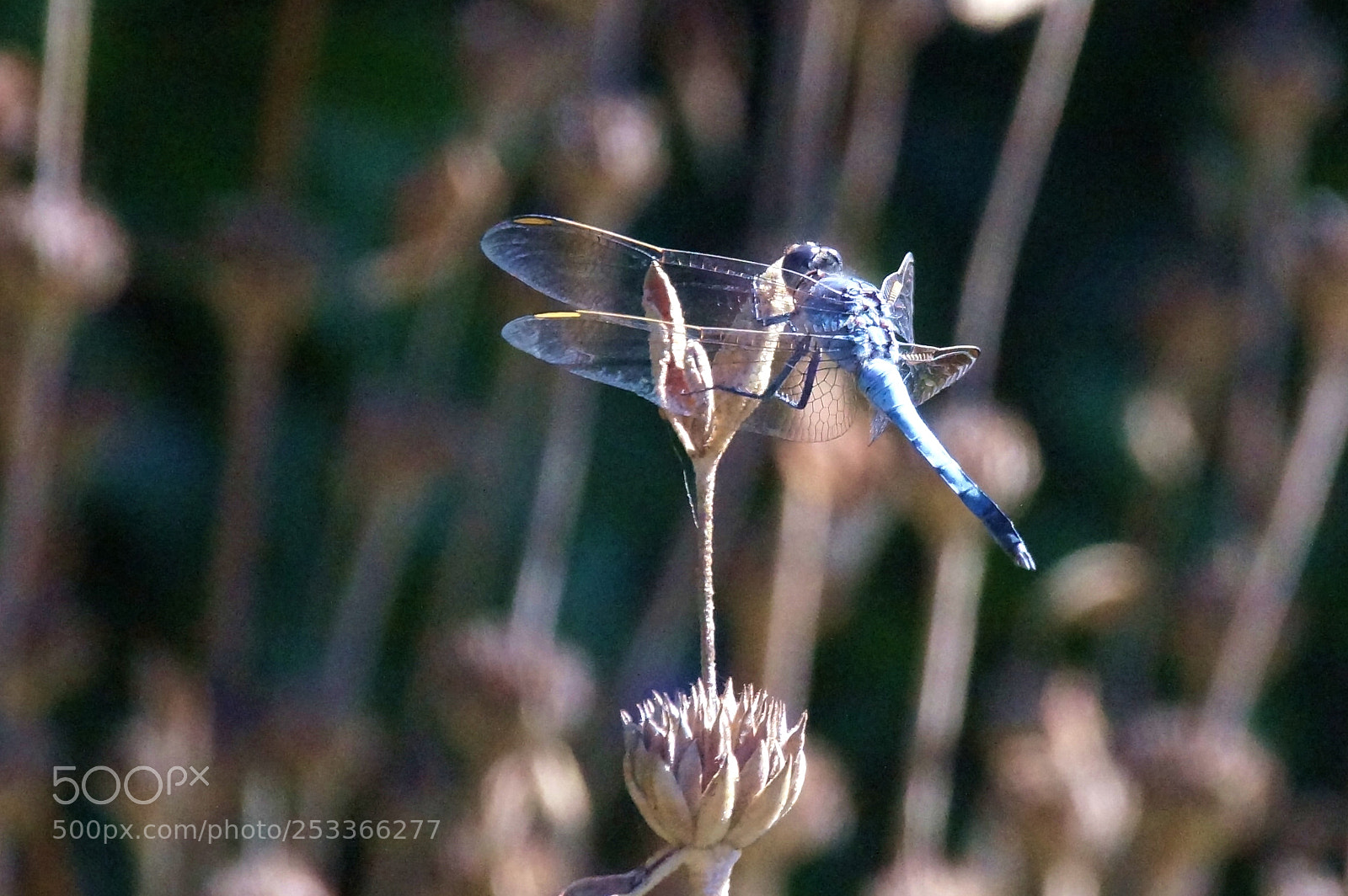 Sony SLT-A37 sample photo. Dragonfly dining photography