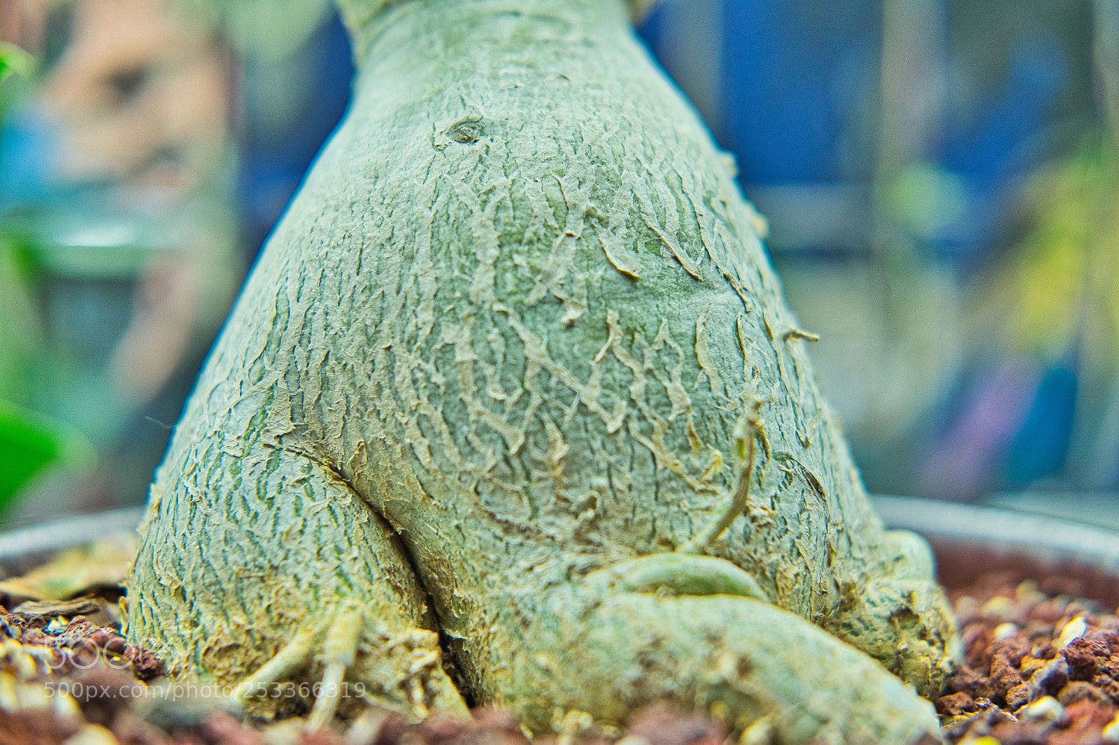 Fujifilm X-T1 sample photo. Fat plant photography