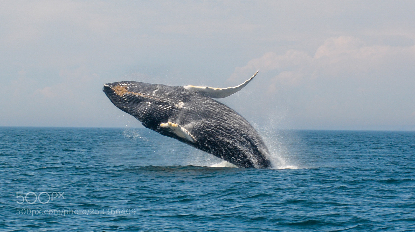 Nikon D7100 sample photo. Humpback whale breaching photography