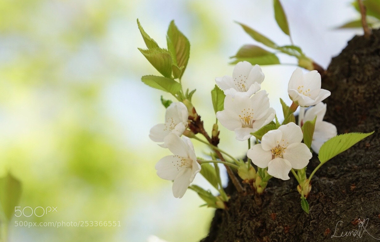 Sony a7R II sample photo. White shy smile photography