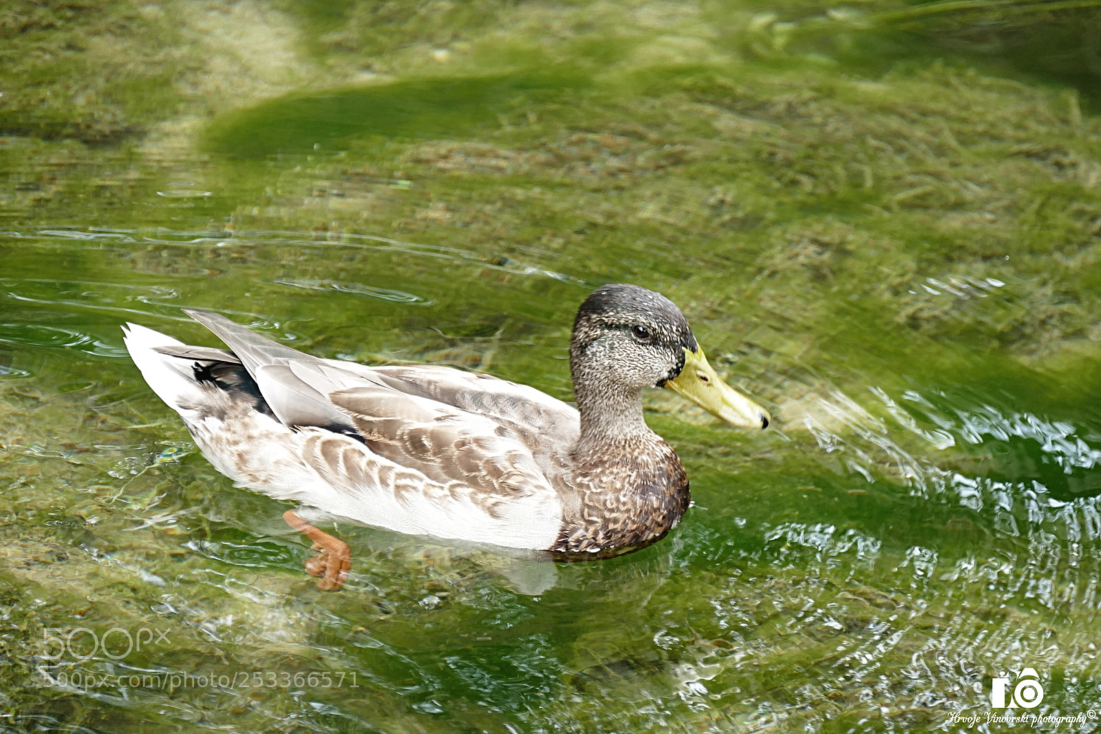 Panasonic Lumix DMC-FZ1000 sample photo. Duck photography