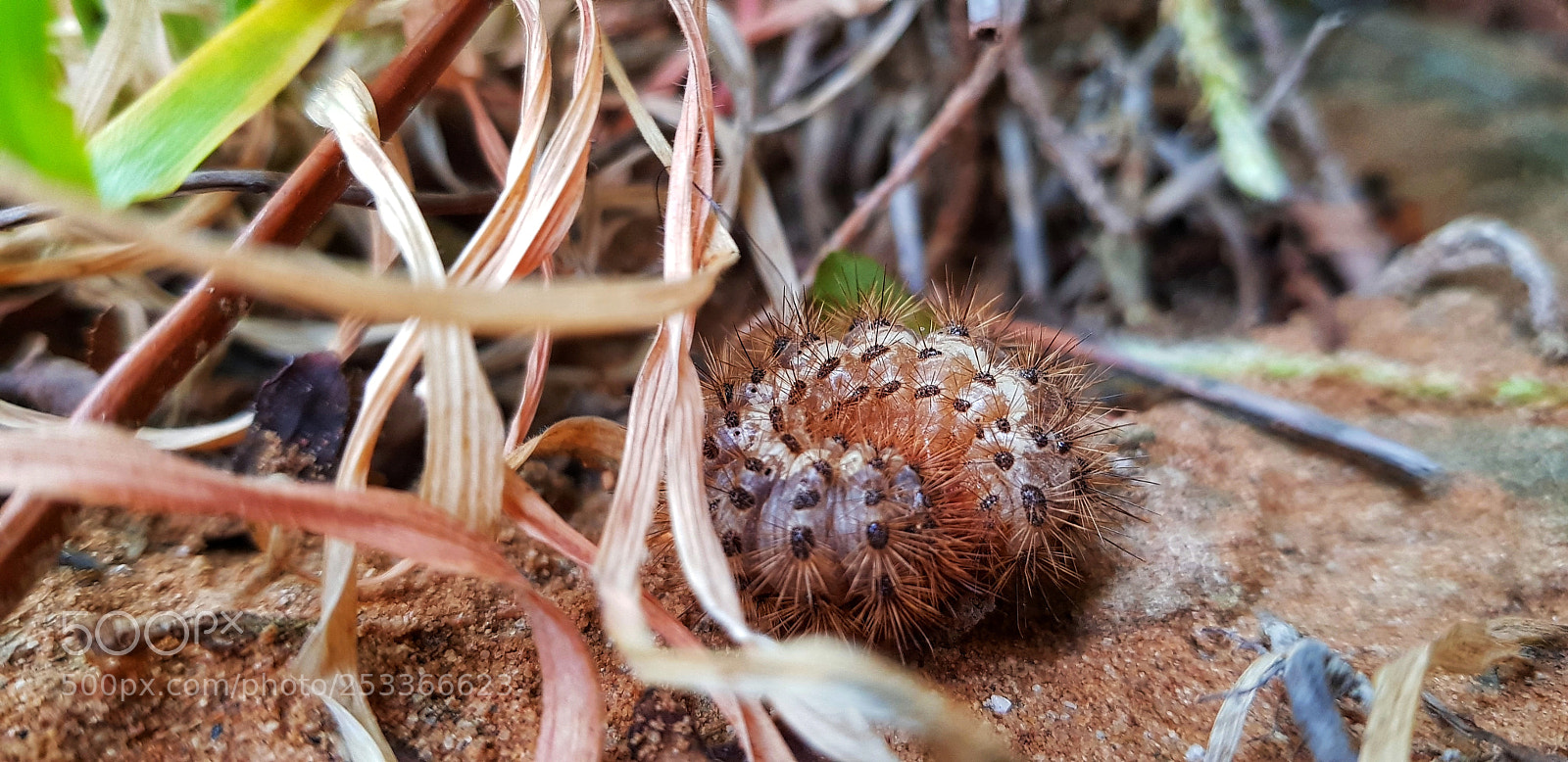 Samsung Galaxy S8+ sample photo. Untitled photography