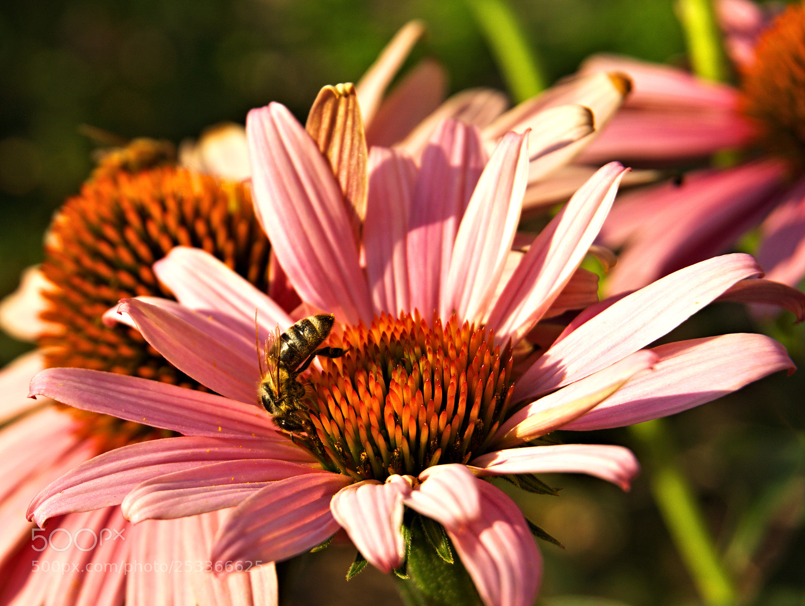 Sony a6000 sample photo. Spring begins photography