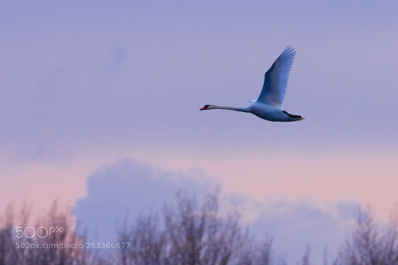 Canon EOS 600D (Rebel EOS T3i / EOS Kiss X5) sample photo. Swan photography