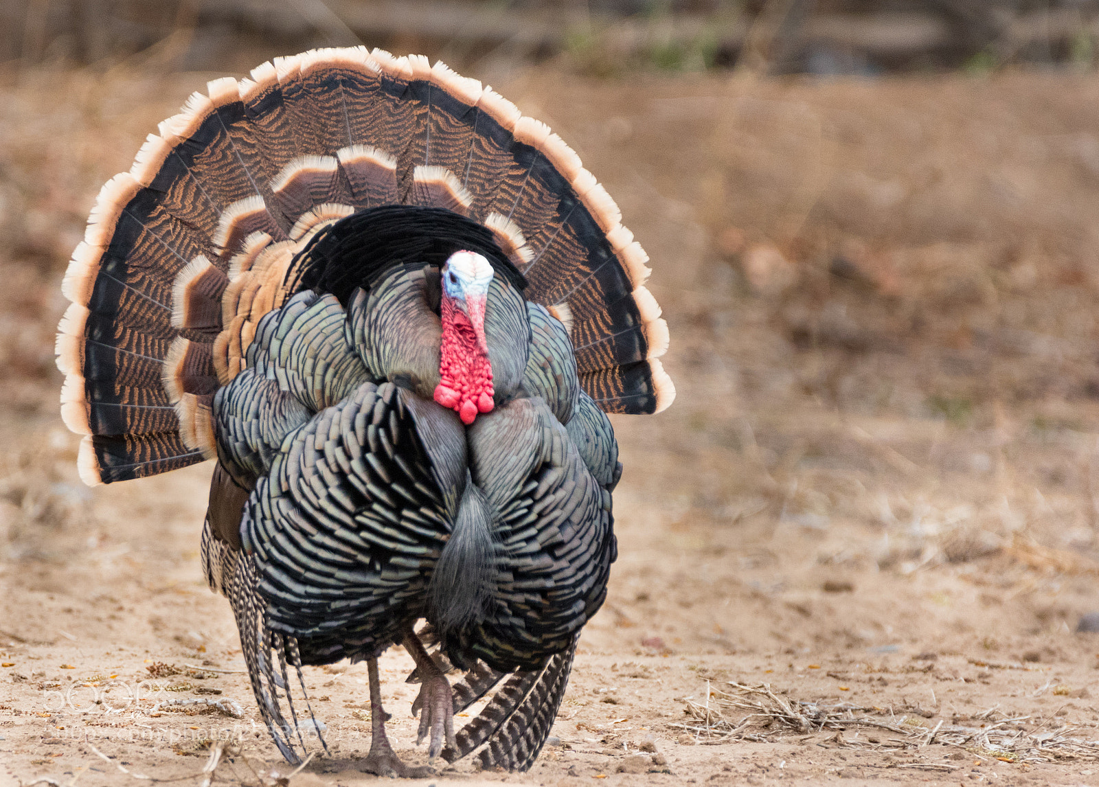 Canon EOS 7D Mark II sample photo. Wild turkey photography