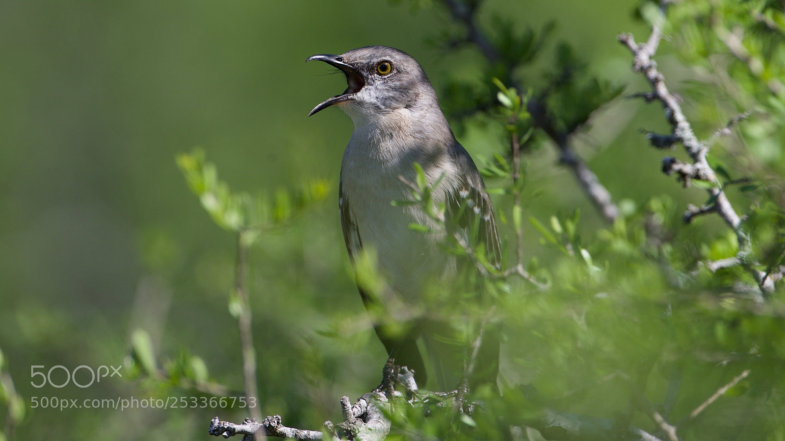 Canon EOS-1D X sample photo. “i’m hungry”... photography