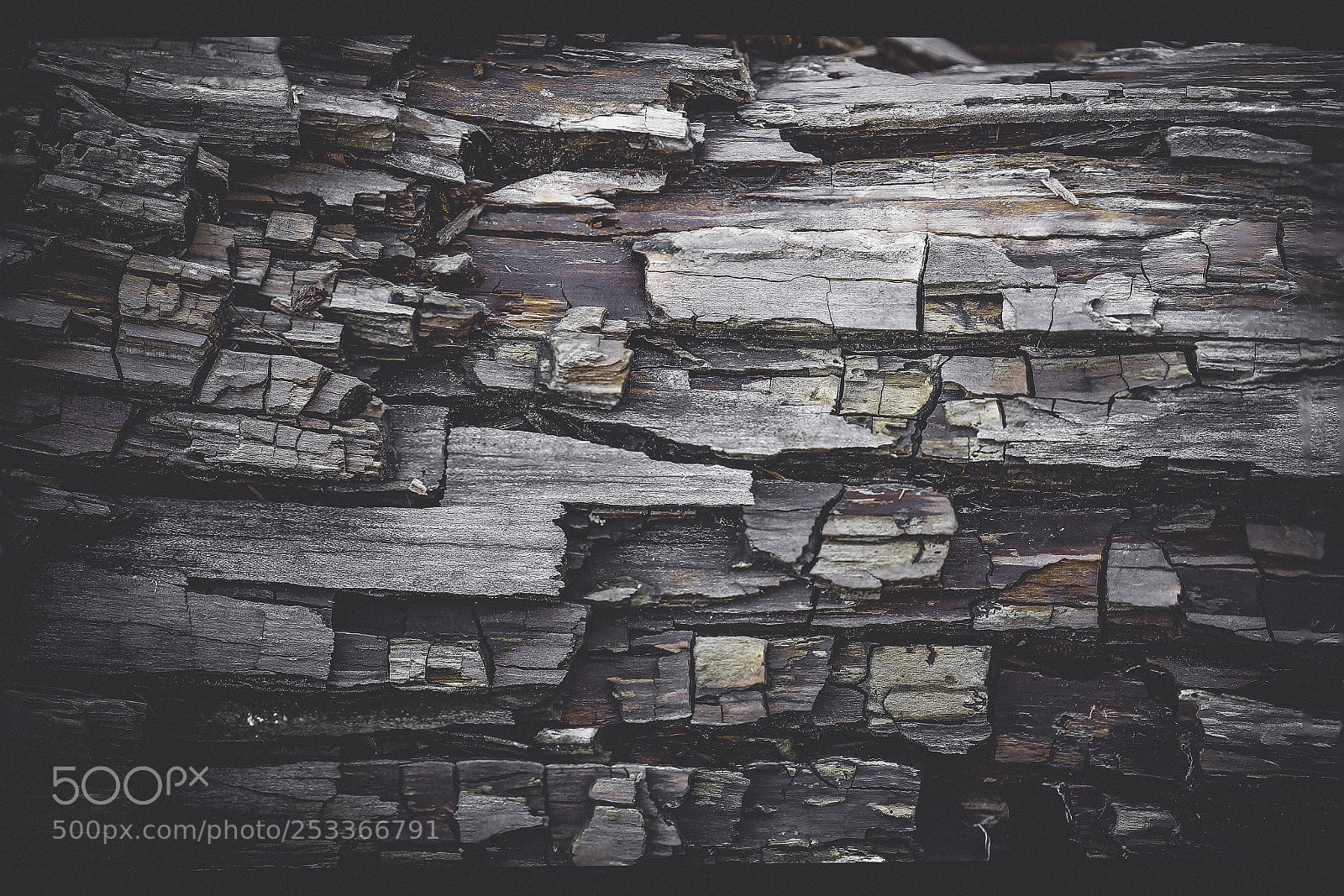 Canon EOS 6D sample photo. Weathered trunk photography