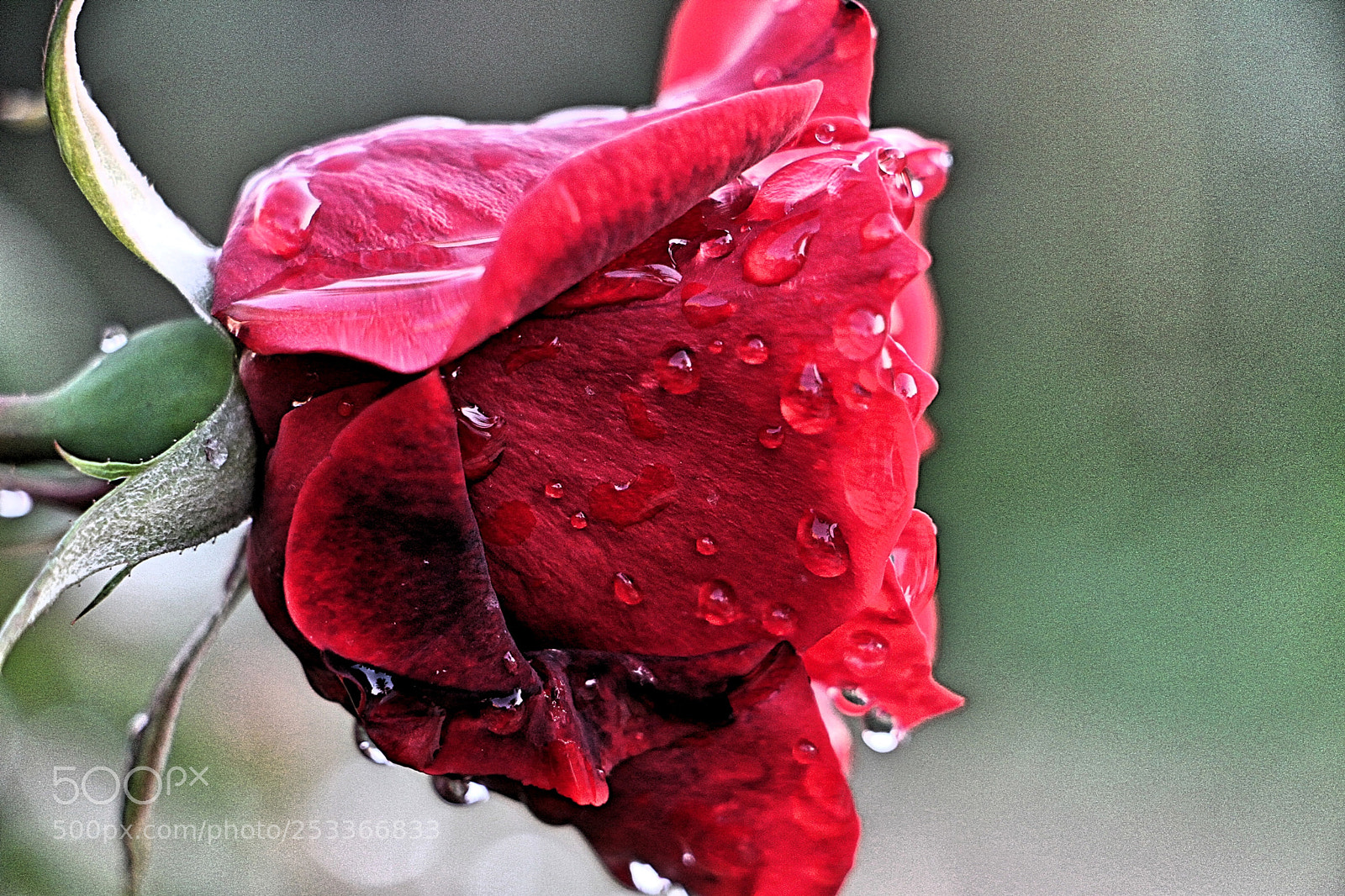 Canon EOS 7D sample photo. Drops 4 photography
