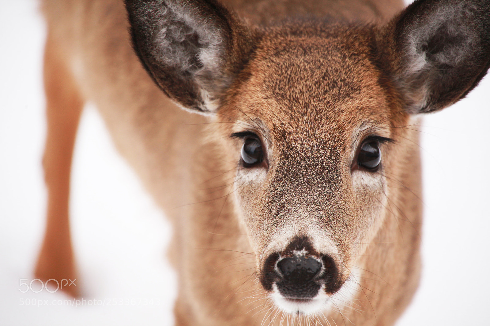 Canon EOS 5D Mark II sample photo. Big deer eyes photography