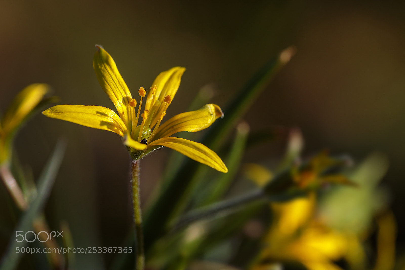 Canon EOS 5D Mark IV sample photo. Gagea villosa photography