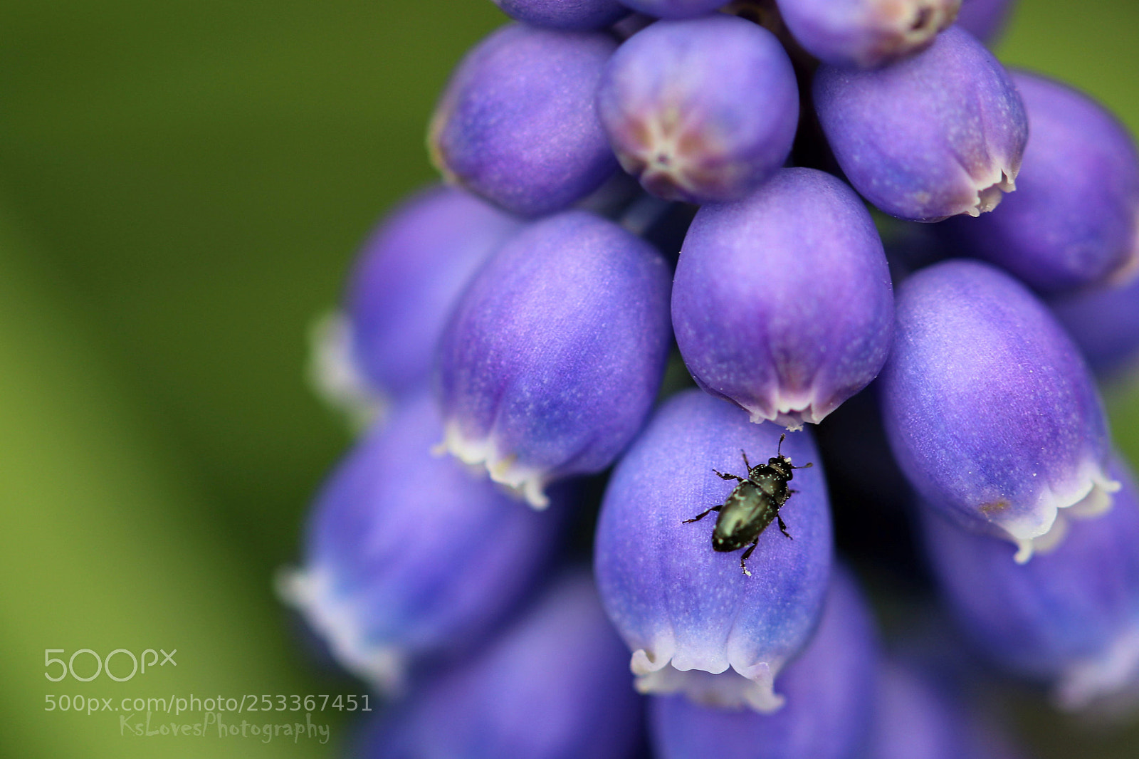 Canon EOS 80D sample photo. Grape hyacinth photography