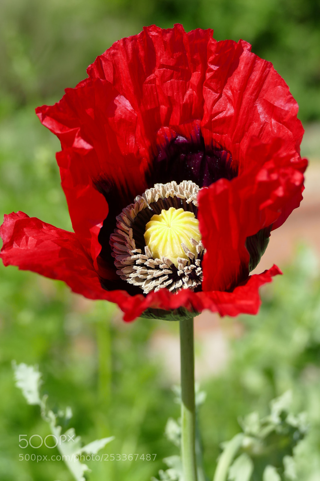 Panasonic Lumix DMC-FZ1000 sample photo. Poppies photography