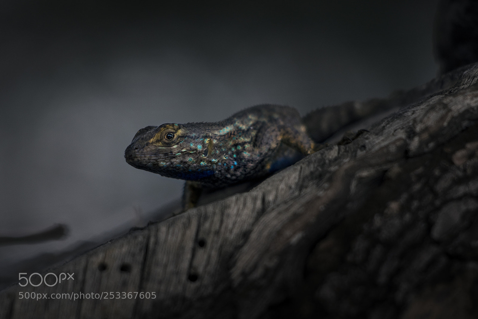 Canon EOS 750D (EOS Rebel T6i / EOS Kiss X8i) sample photo. Lizard photography