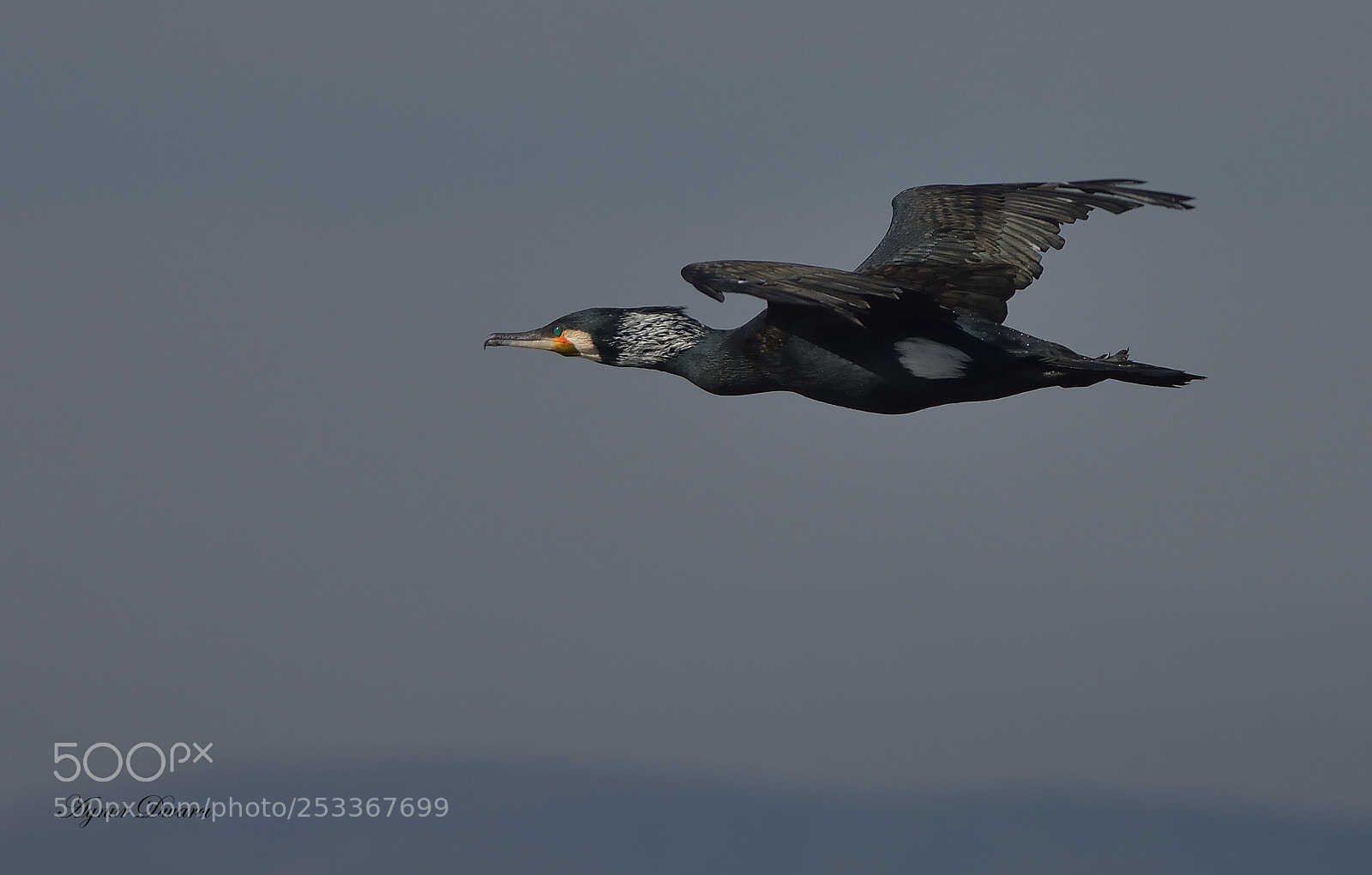 Nikon D7200 sample photo. Great cormorant - karabatak photography