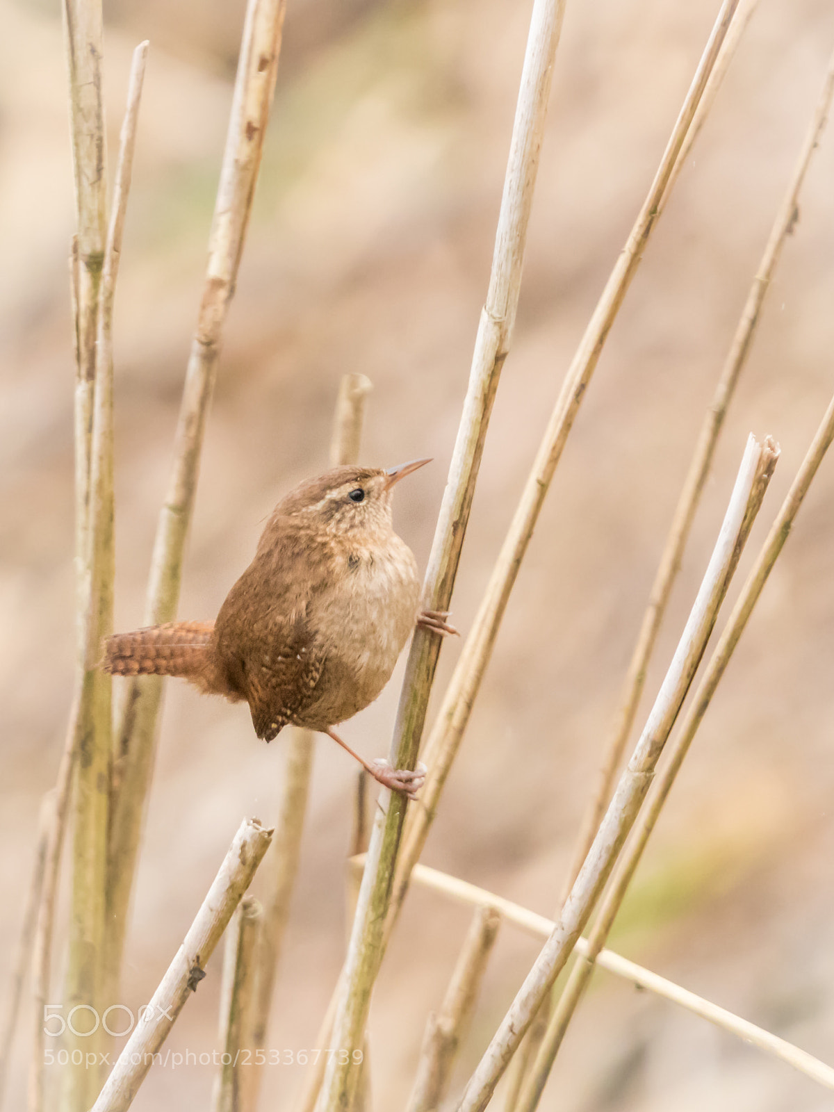 Canon EOS 80D sample photo. Wren photography