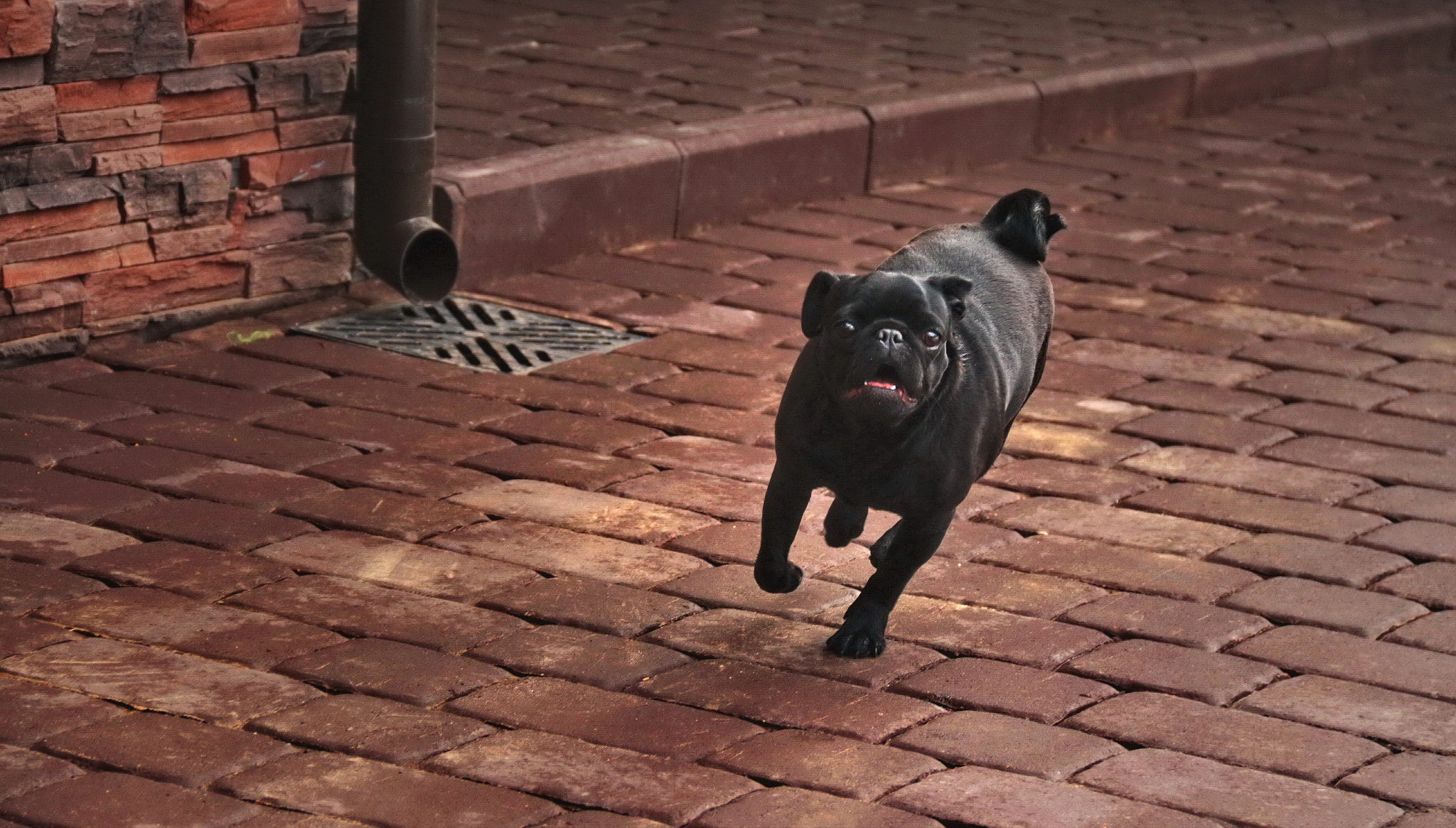Canon EOS sample photo. Black dog) photography