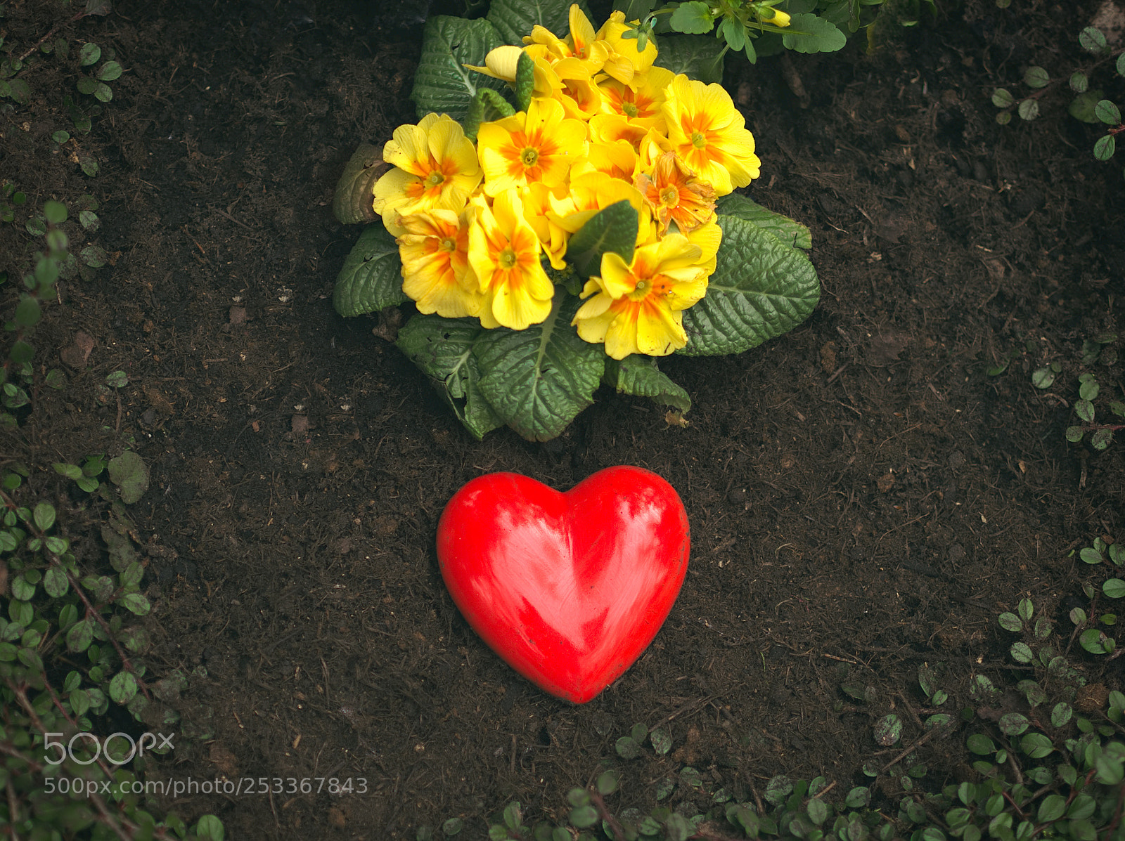 Olympus OM-D E-M10 sample photo. Heart photography