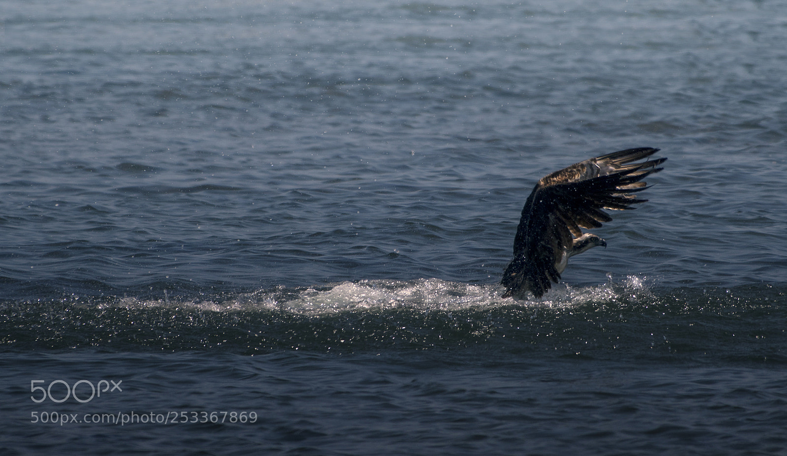 Canon EOS 750D (EOS Rebel T6i / EOS Kiss X8i) sample photo. Hunting photography