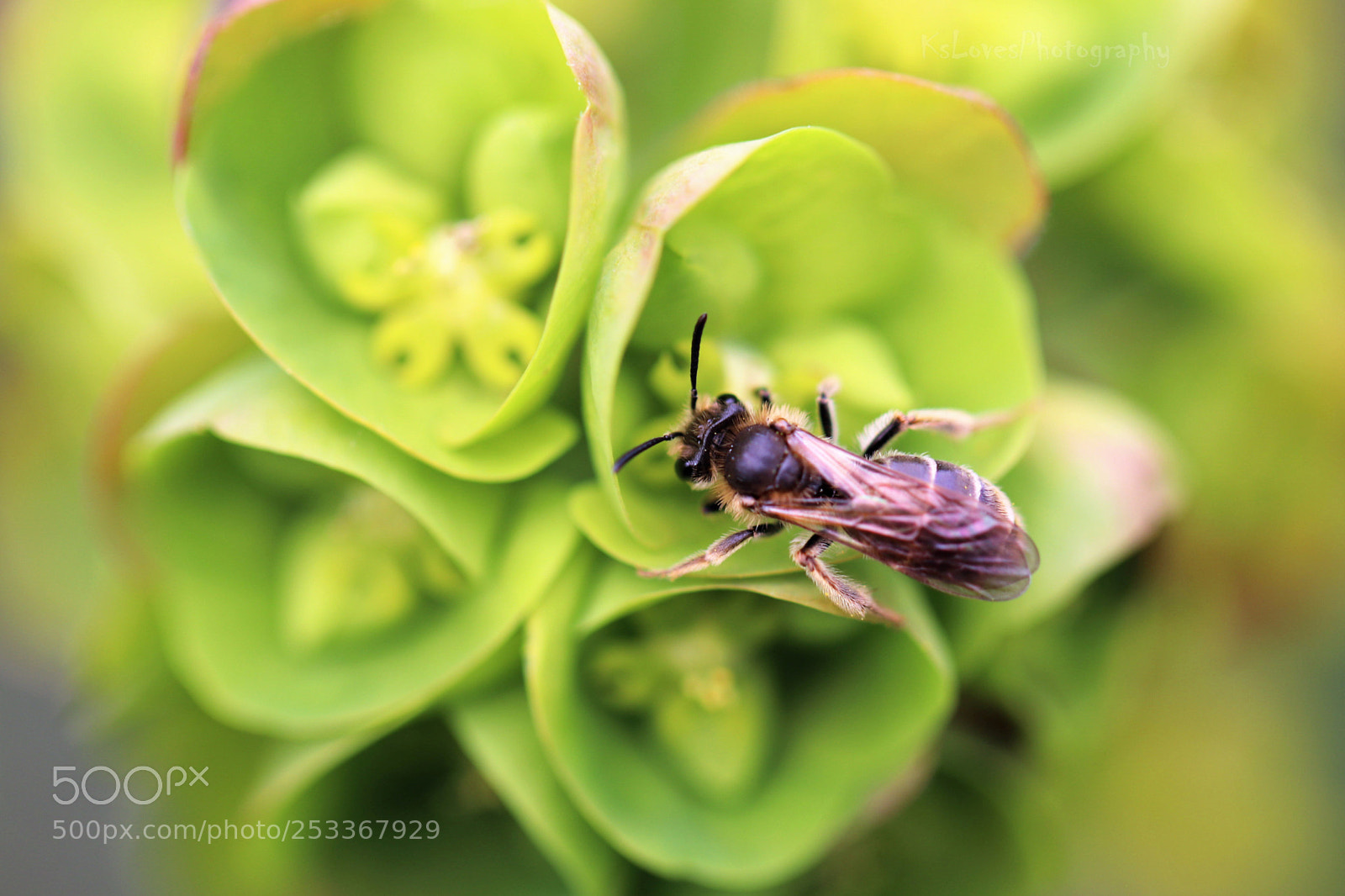Canon EOS 80D sample photo. Bee photography