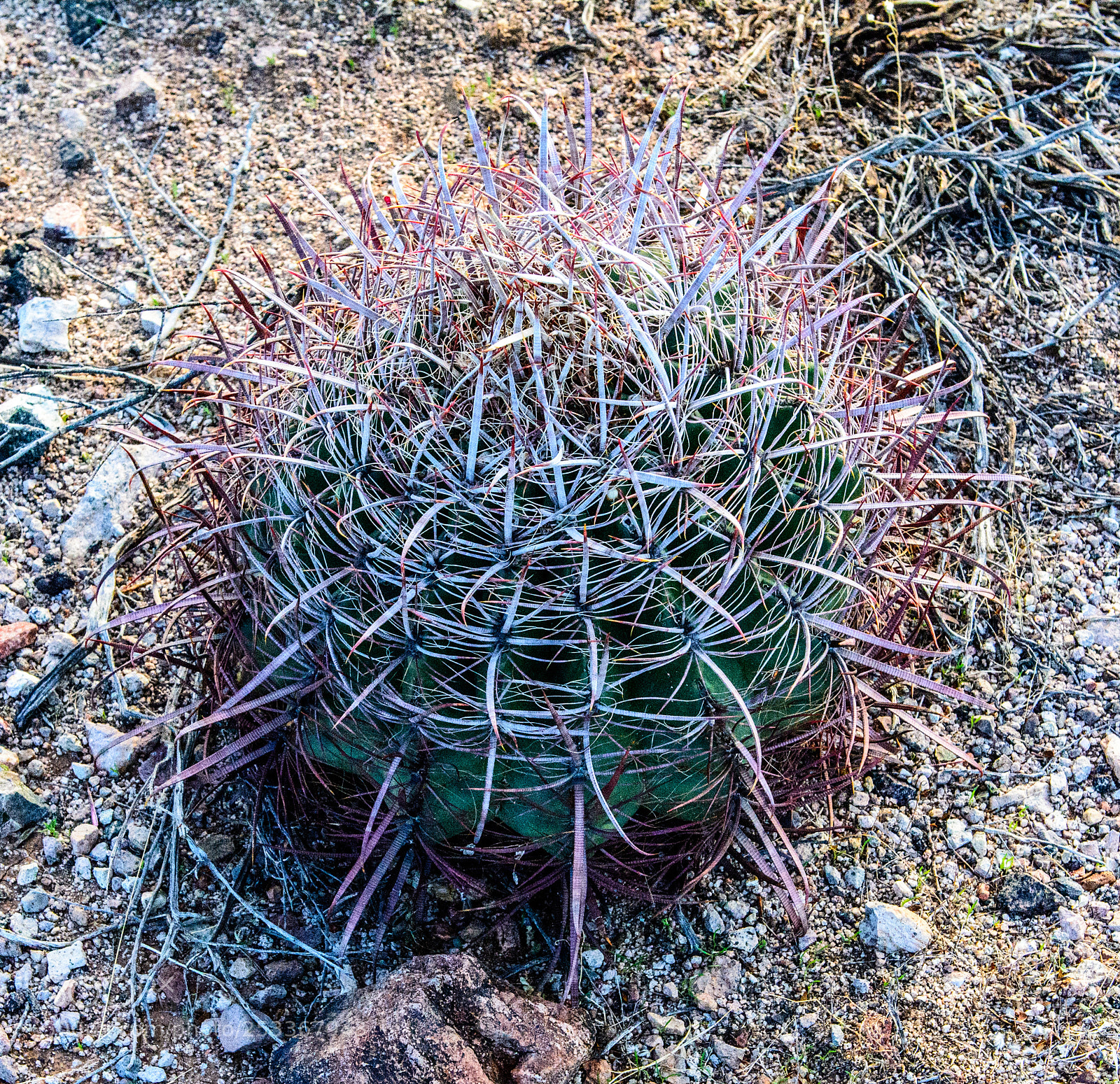 Nikon D7100 sample photo. Arizona desert photography