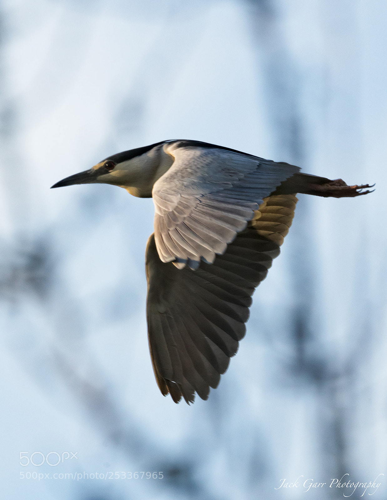 Canon EOS-1D X Mark II sample photo. Black-crowned night-heron in flight photography