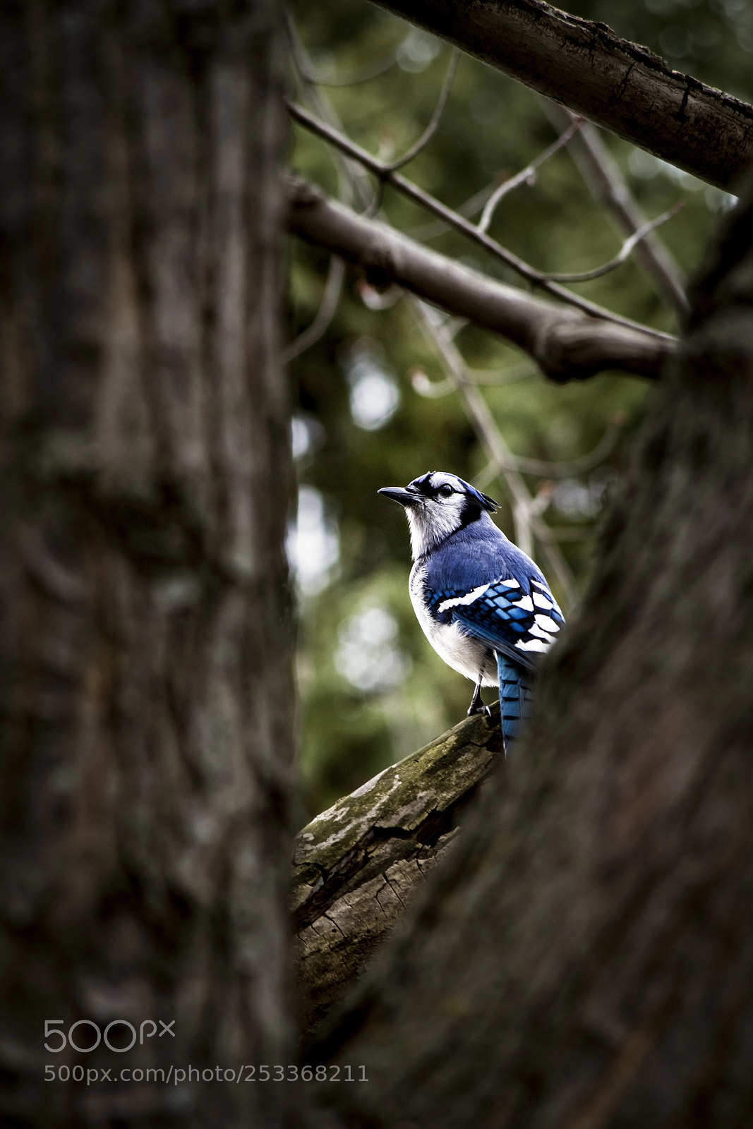 Pentax K-S2 sample photo. Geai bleu photography
