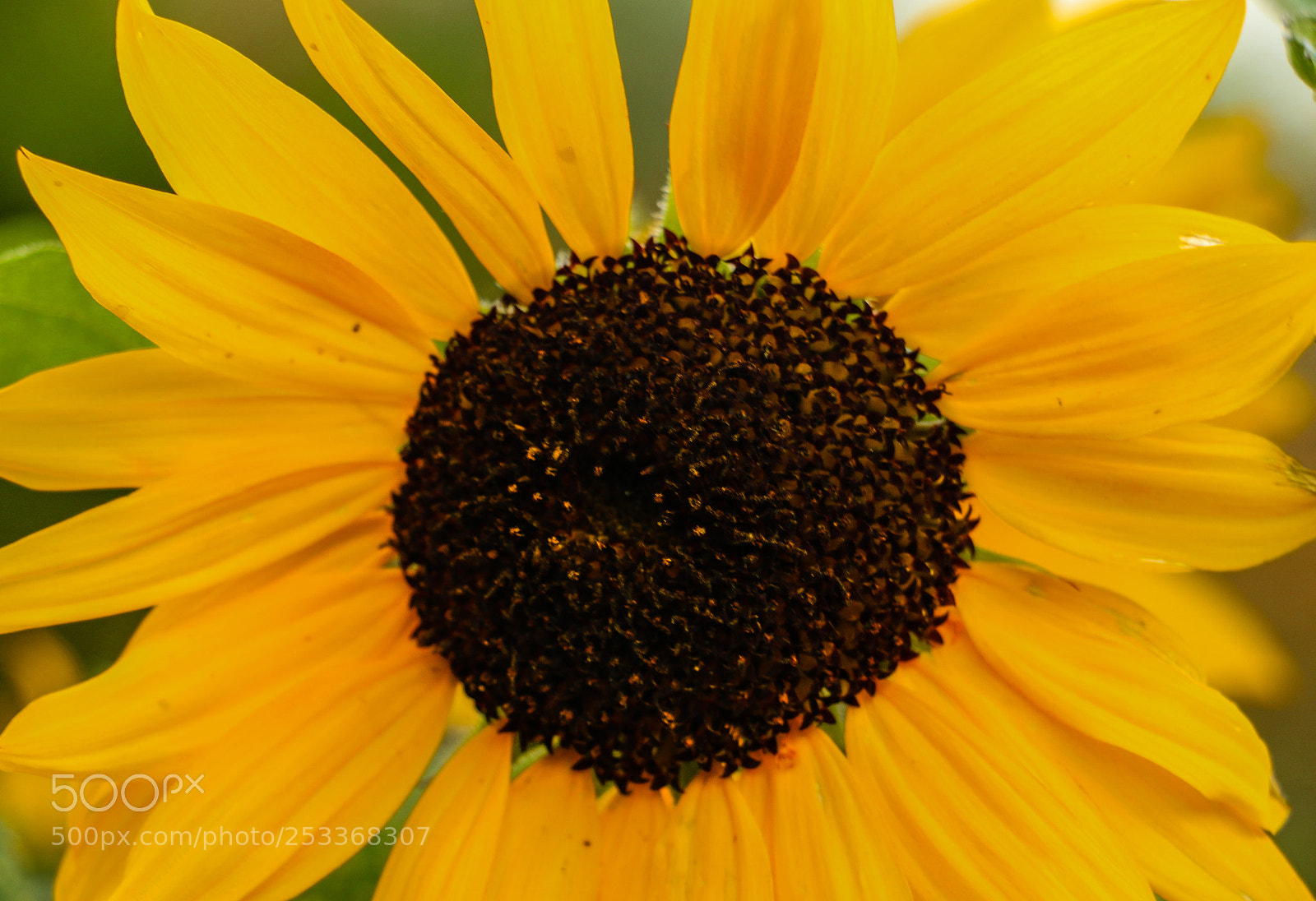 Canon EOS 70D sample photo. Blooming sun flower photography