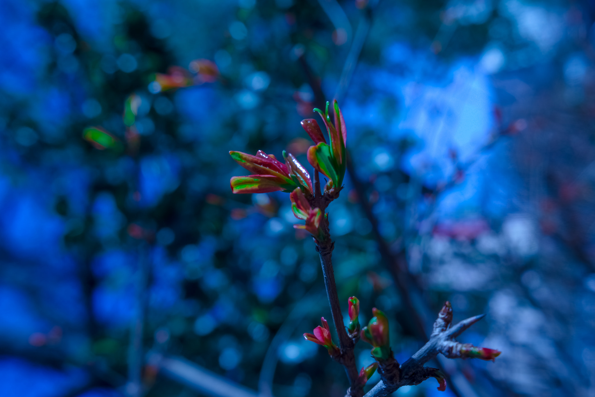 Samsung NX500 sample photo. Spring touch photography