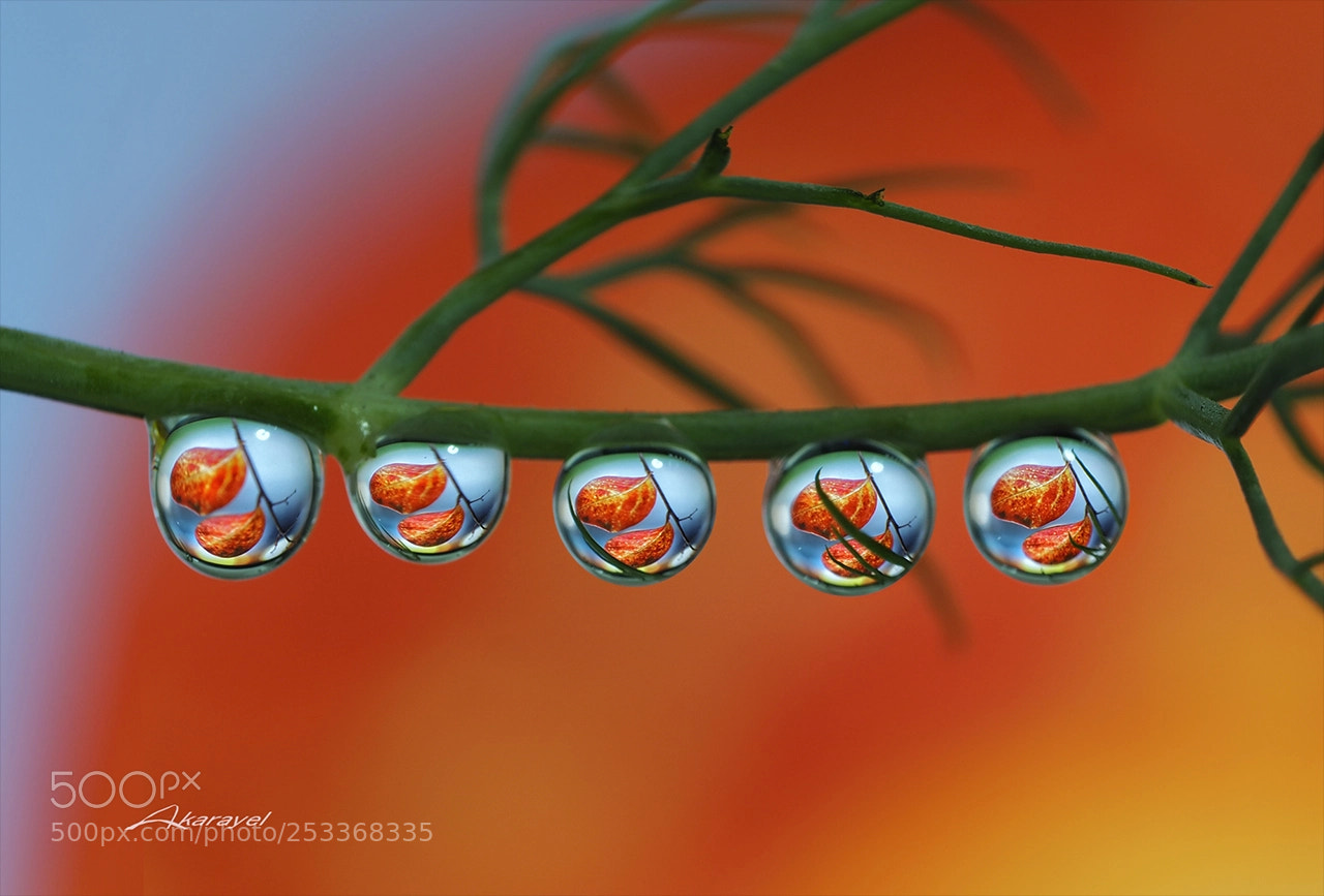 Olympus OM-D E-M5 II sample photo. Fall drops.. photography