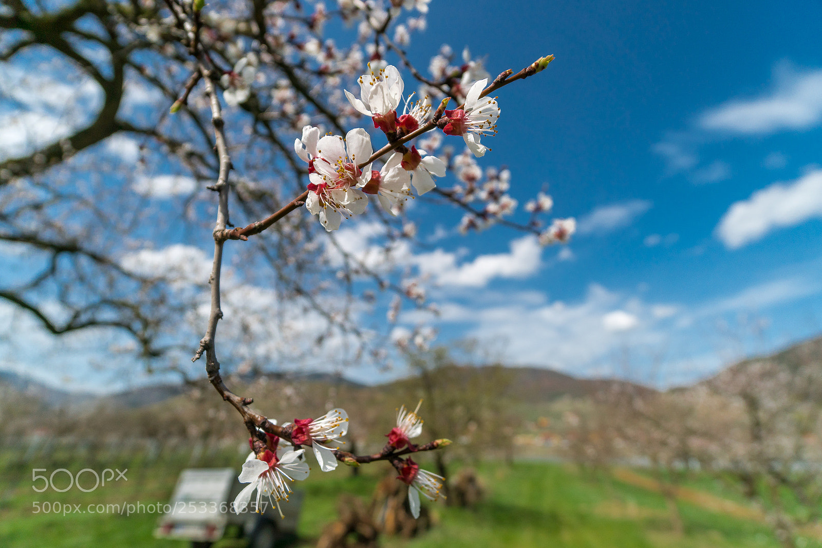 Sony a6300 sample photo. Apricot blossom in wachau photography