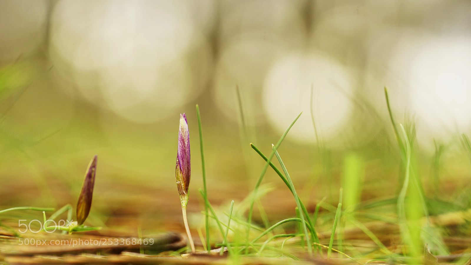 Sony a7 II sample photo. Purple life photography