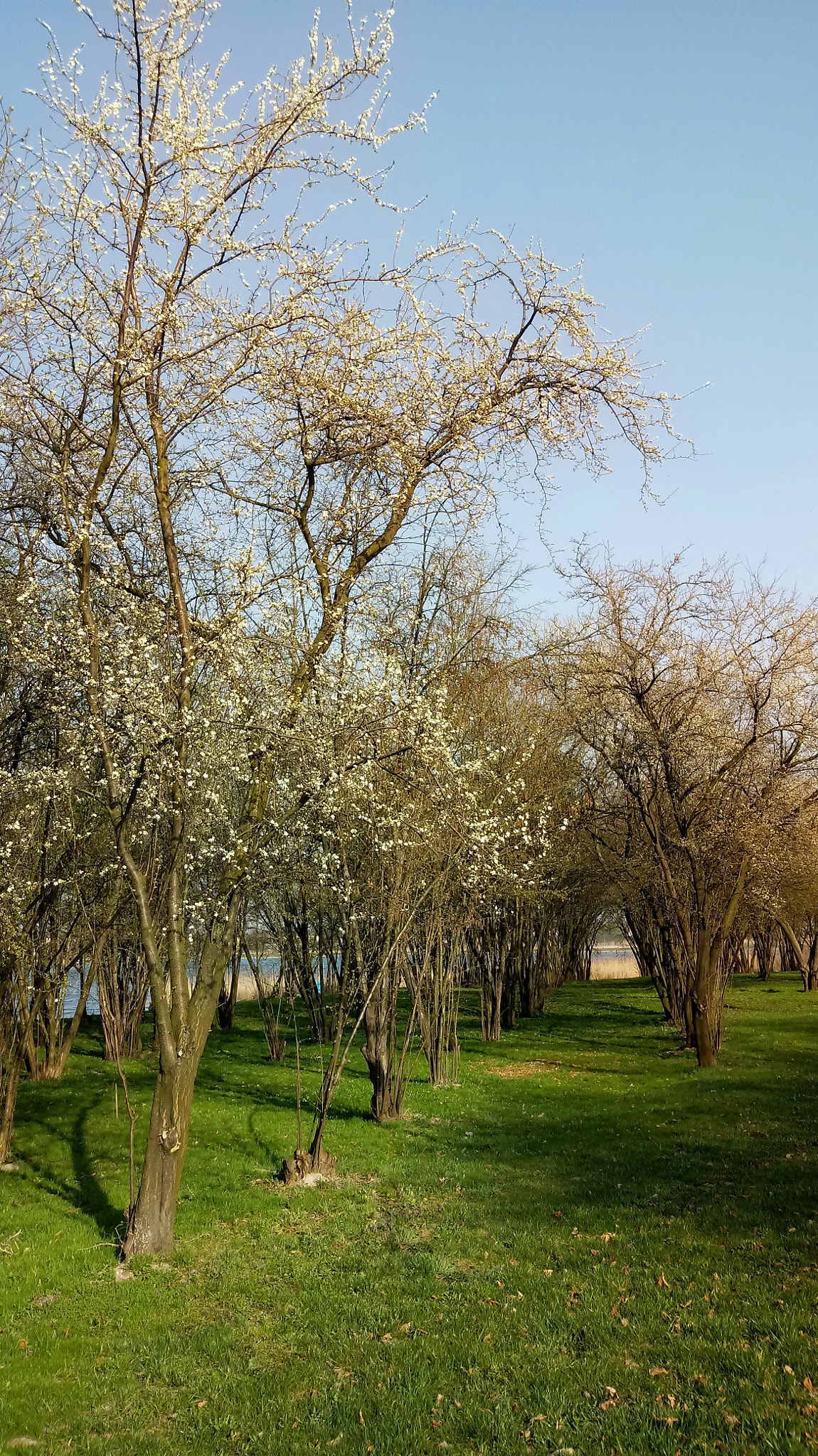LG K10 (2017) sample photo