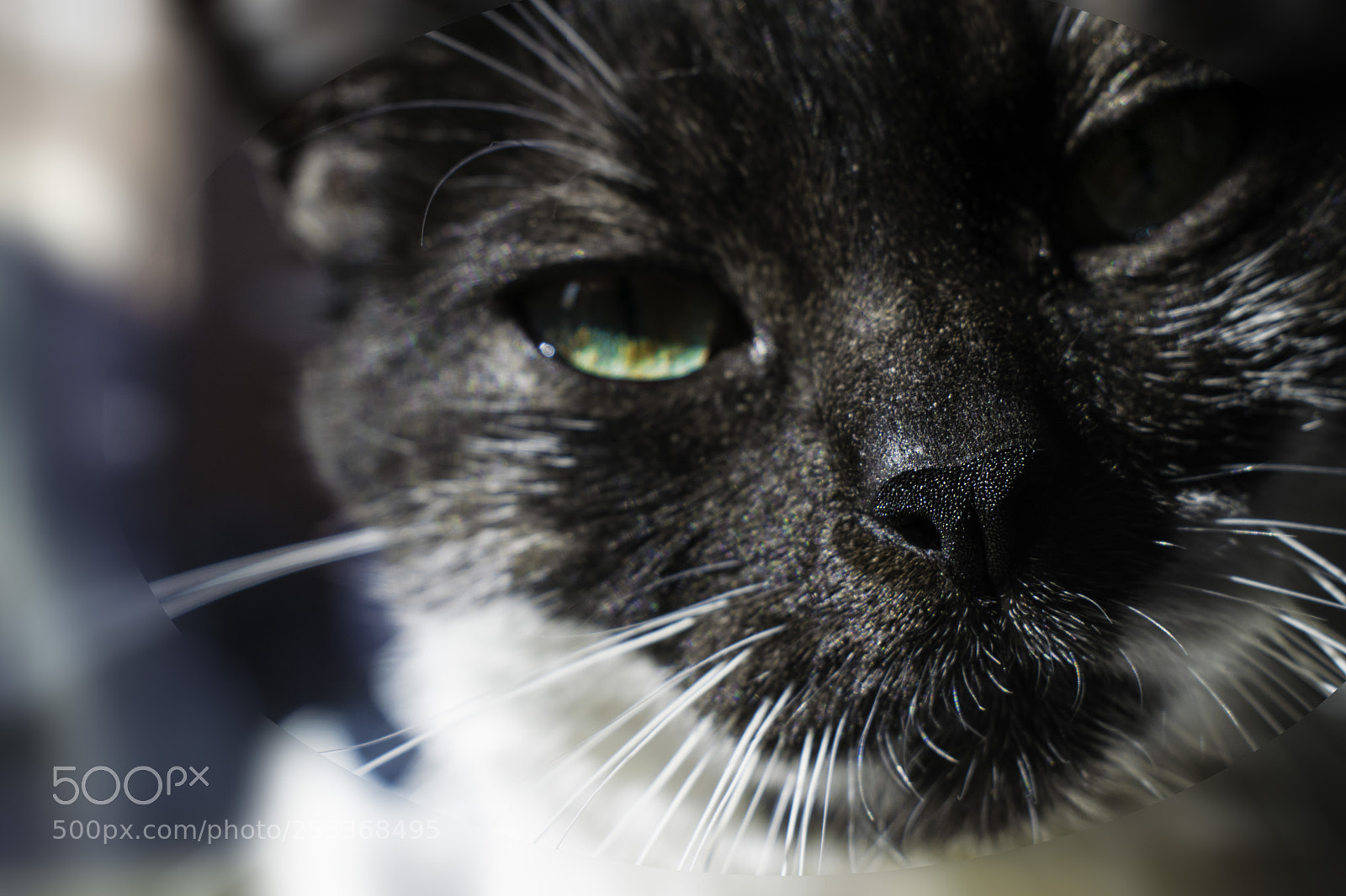 Nikon D3300 sample photo. Green eyed simba photography