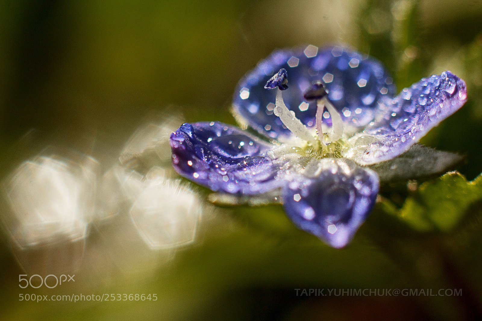 Canon EOS 60D sample photo. Flower photography
