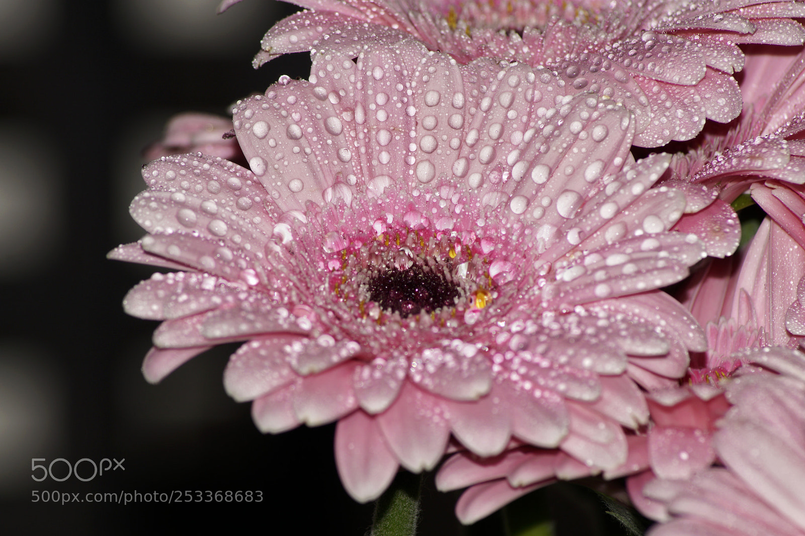 Sony ILCA-77M2 sample photo. Pink flower photography