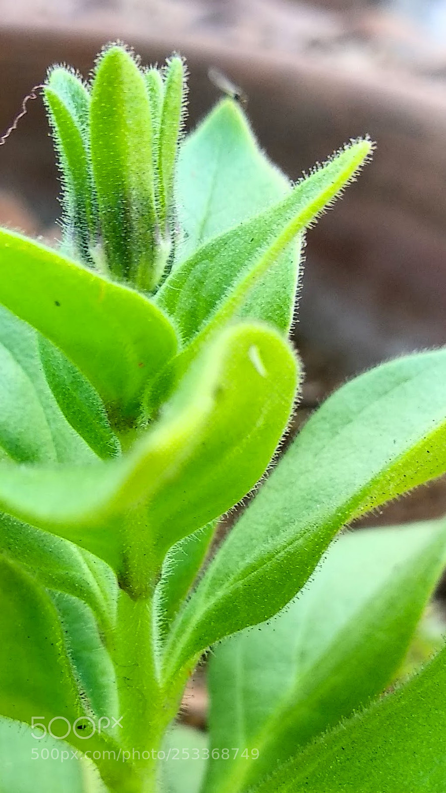 Xiaomi Mi A1 sample photo. Untitled photography