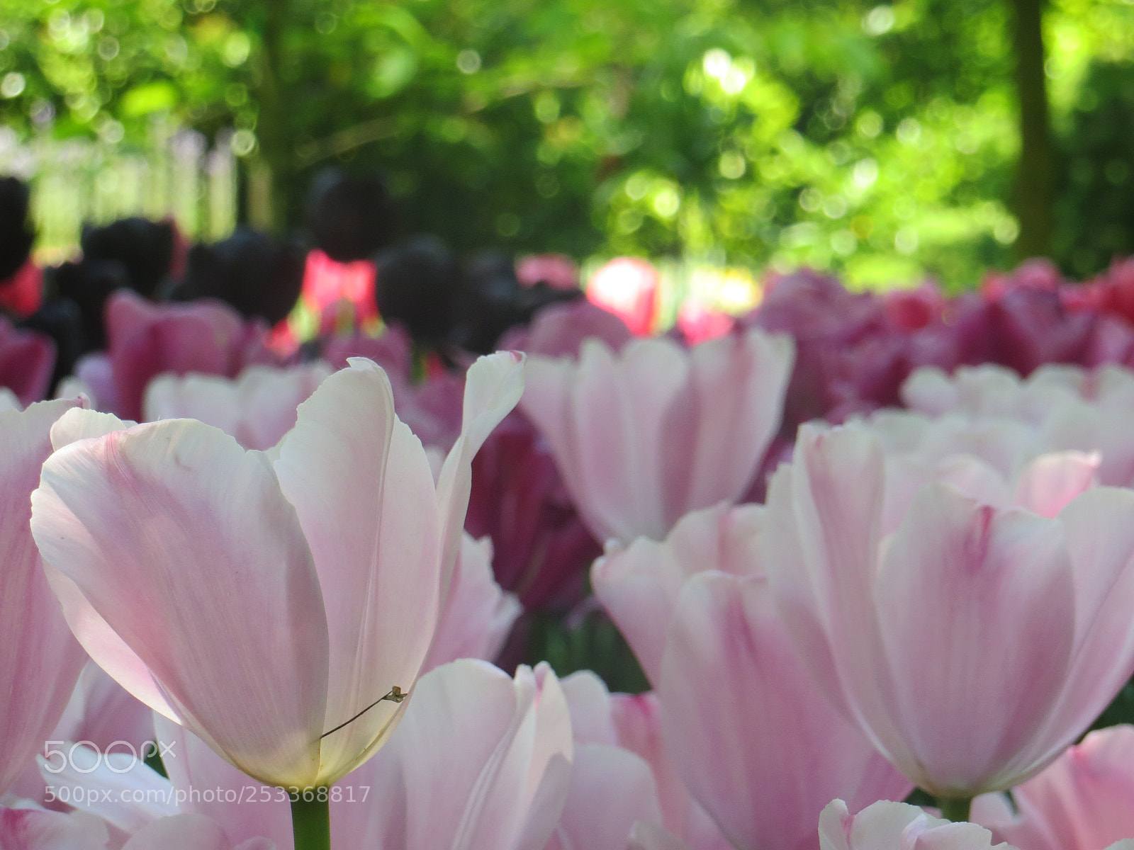 Canon PowerShot SX240 HS sample photo. Tulips 01 photography