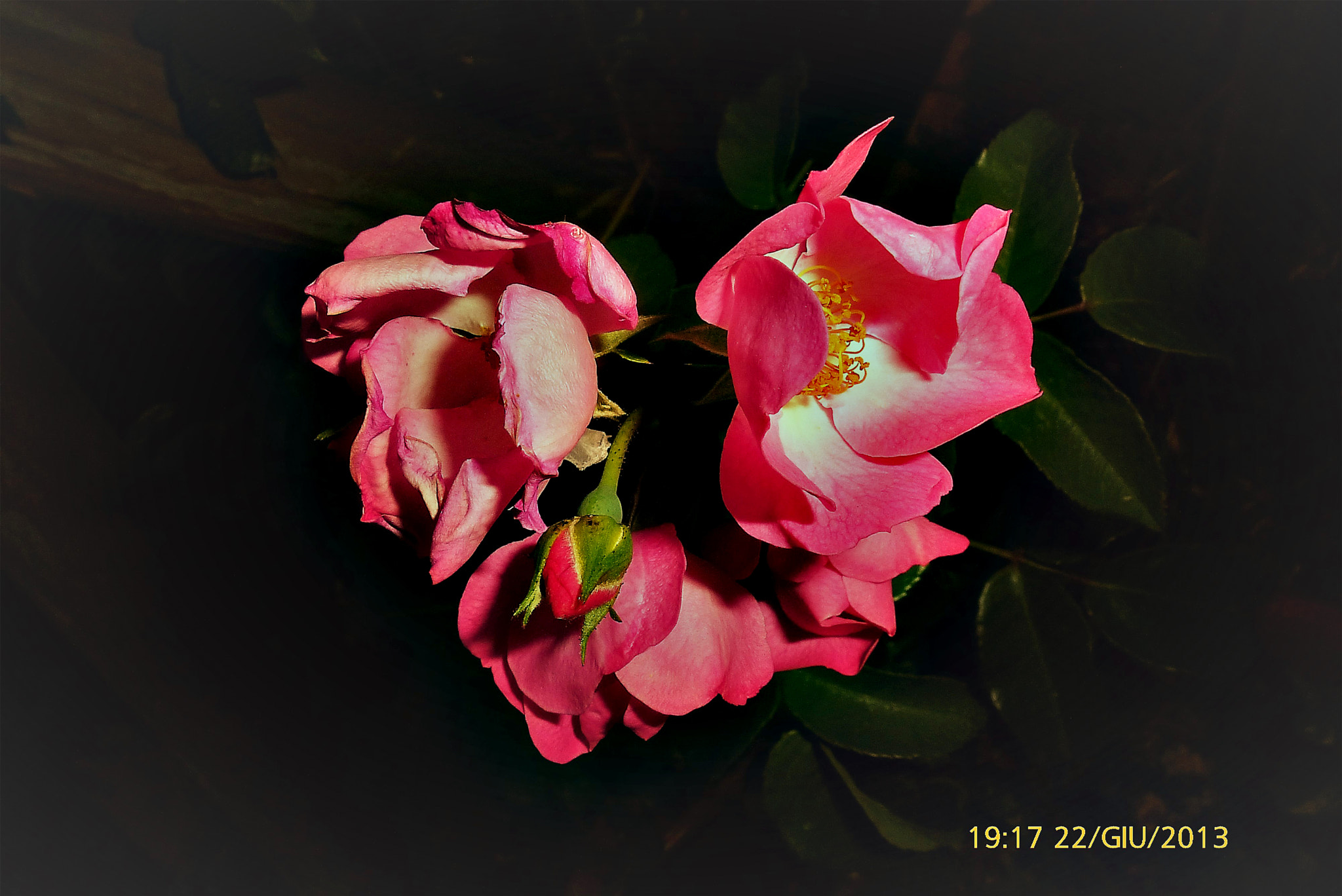 Panasonic Lumix DMC-ZS15 (Lumix DMC-TZ25) sample photo. Rose photography
