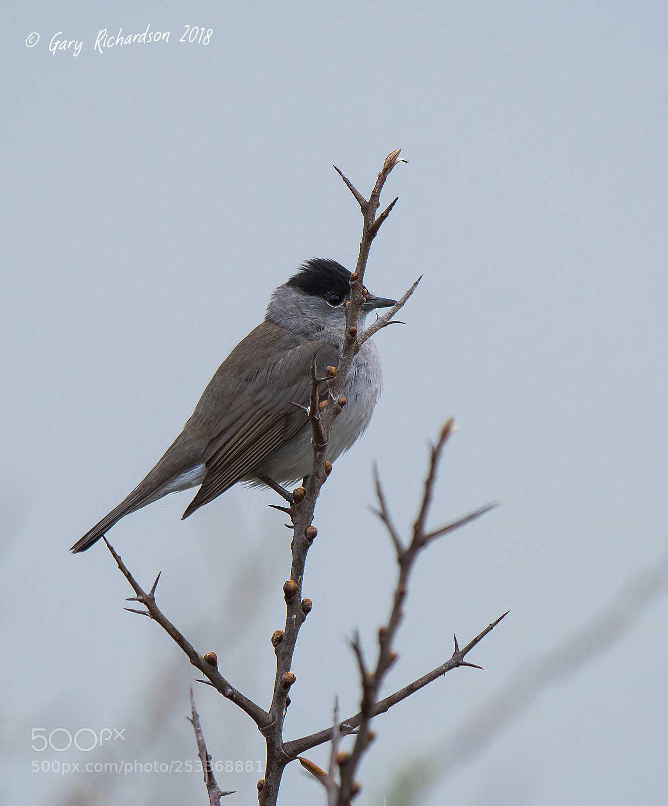 Nikon D500 sample photo. Blackcap photography