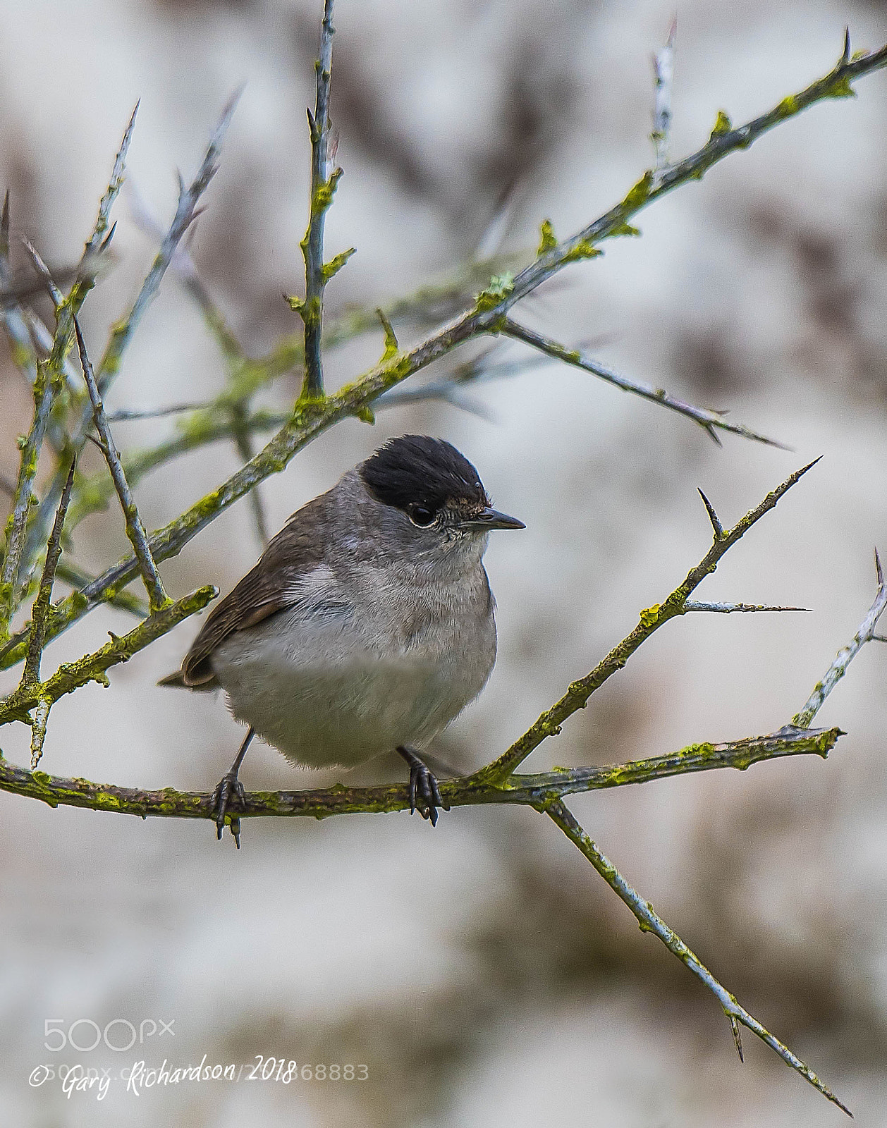 Nikon D500 sample photo. Blackcap photography
