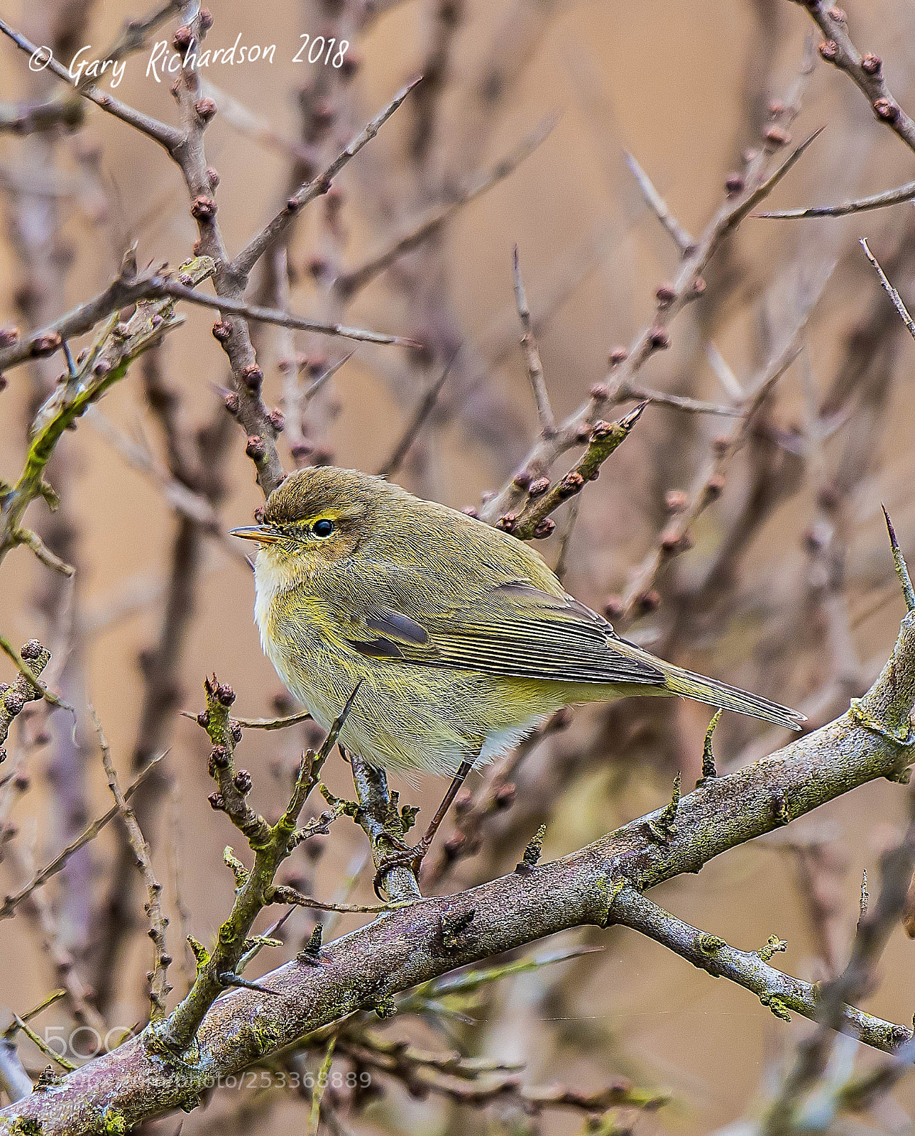 Nikon D500 sample photo. Chiffchaff photography