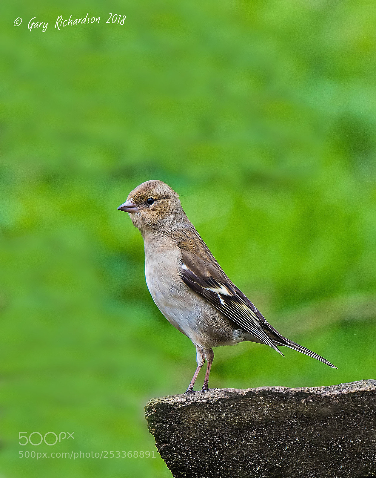 Nikon D500 sample photo. Chaffinch photography
