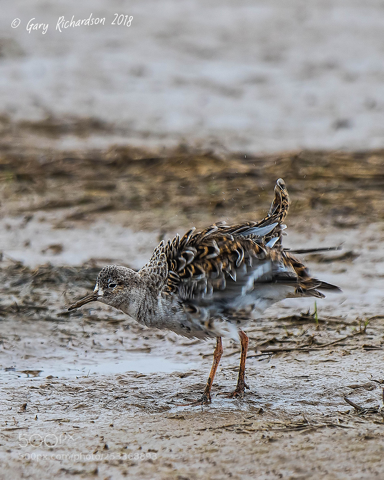 Nikon D500 sample photo. Ruff photography