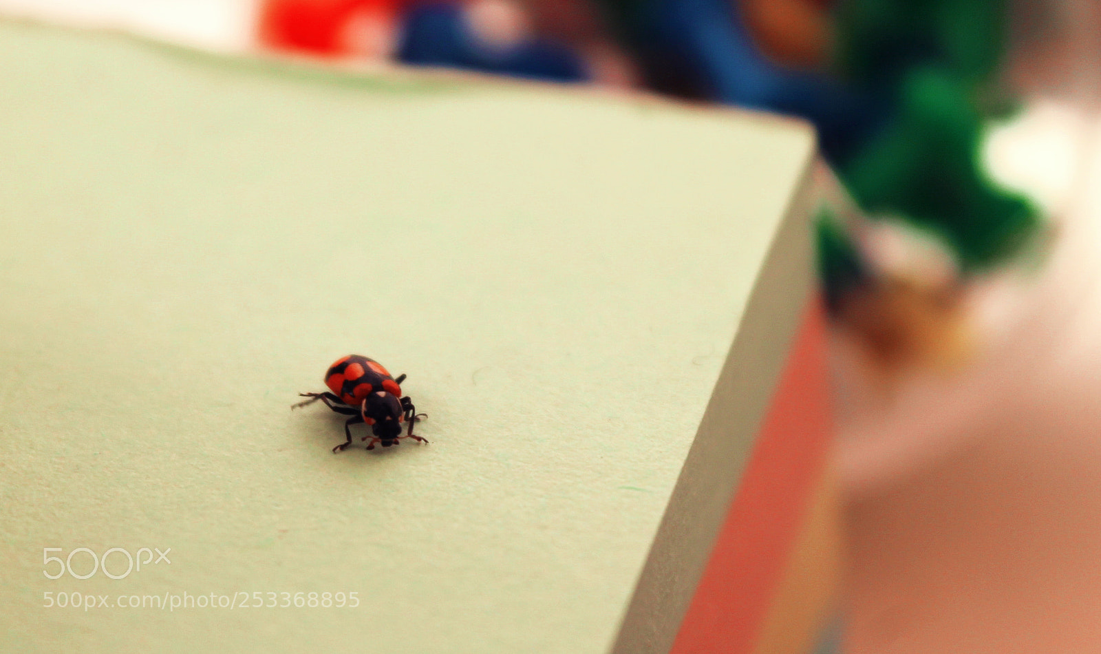 Canon EOS 1100D (EOS Rebel T3 / EOS Kiss X50) sample photo. Ladybug in the macroworld photography