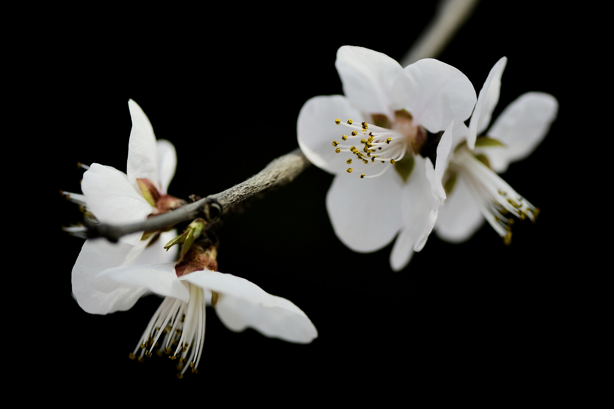 Nikon D500 sample photo. Apricot flowers photography