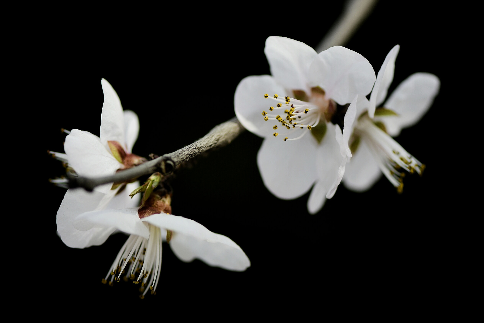 Nikon AF-S Micro-Nikkor 105mm F2.8G IF-ED VR sample photo. Apricot flowers photography